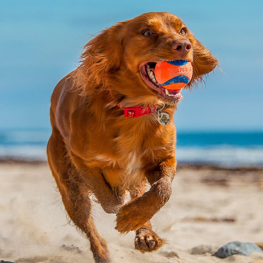 Chuckit! - Dog Toy - Air Football