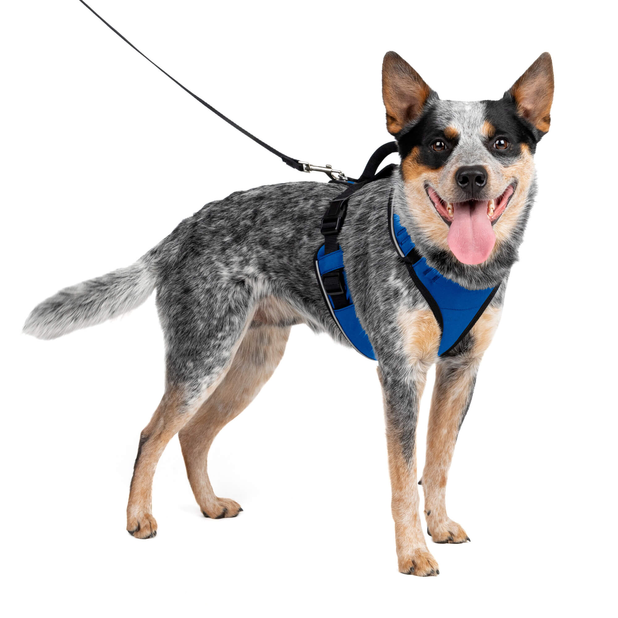 Dog wearing blue petsafe easysport harness in large