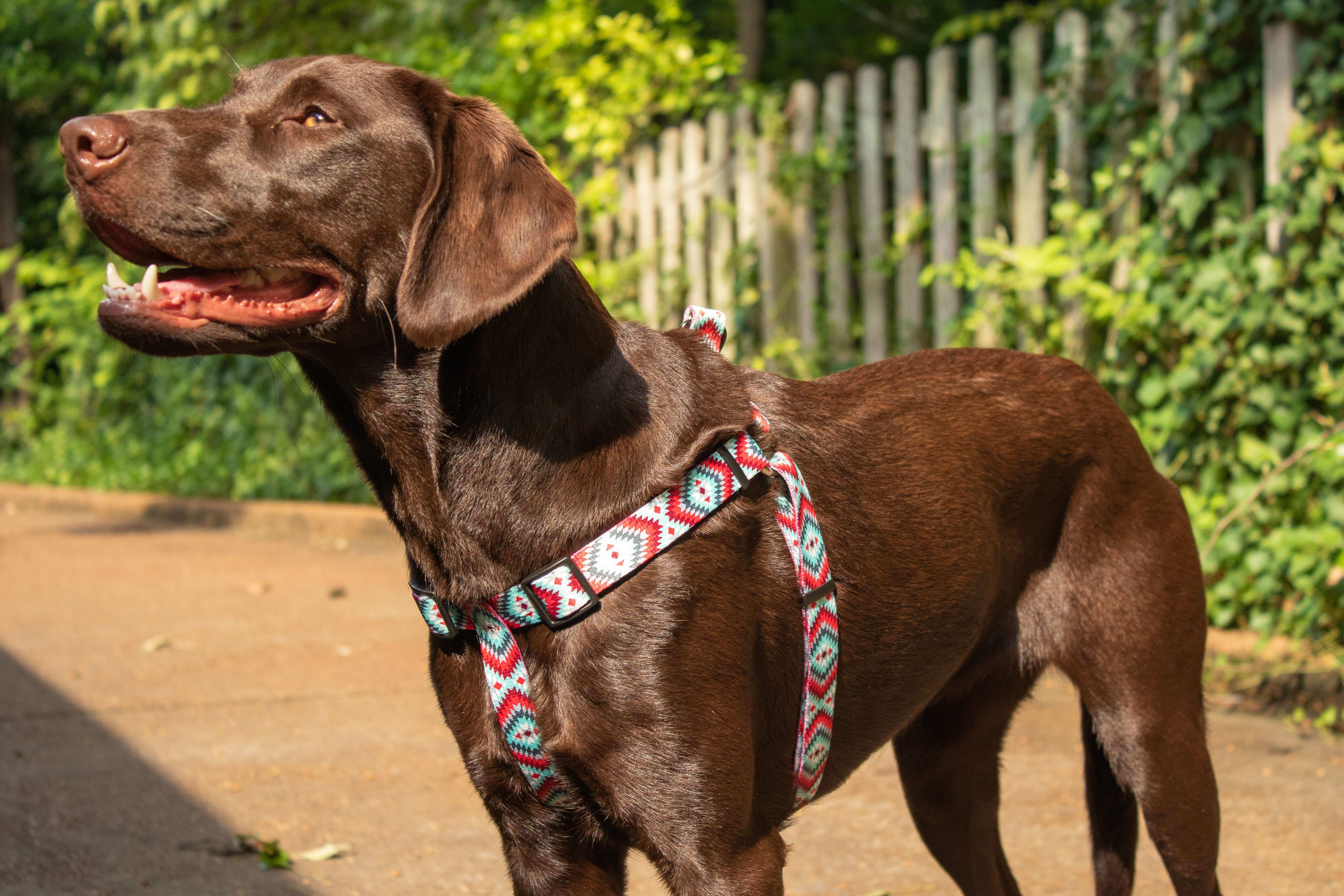 Hollywood Feed Ohio Made southwest red harness on chocolate lab