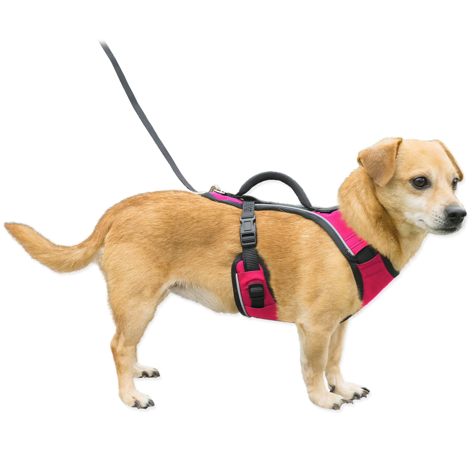 Dog wearing pink petsafe easysport harness in xsmall