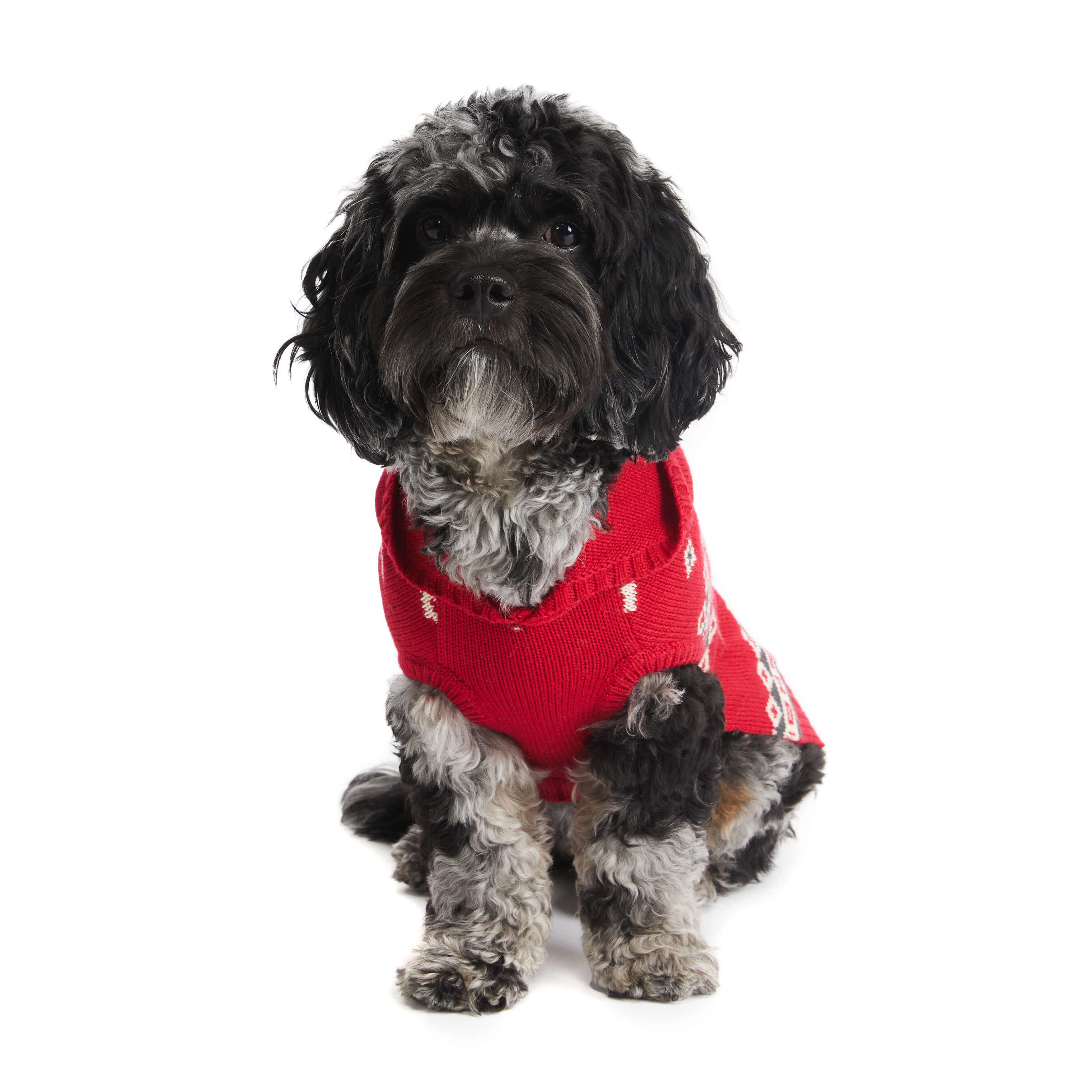 Dog wearing festive red sweater. Front view