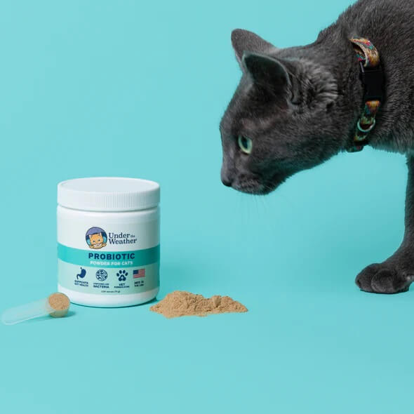 cat sniffing Under the weather probiotic powder for cats