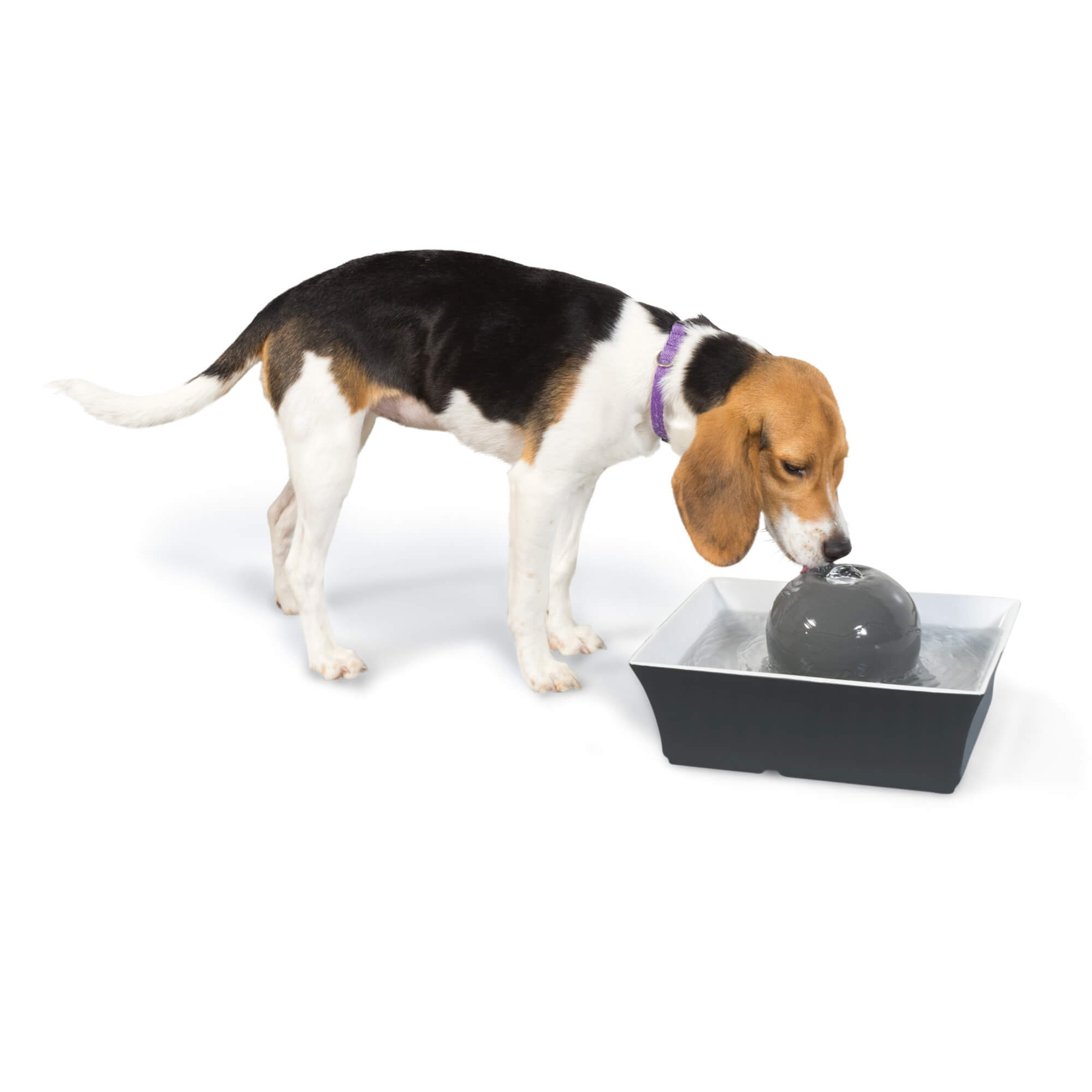 Dog drinking from drinkwell seascape pet fountain - automatic waterer