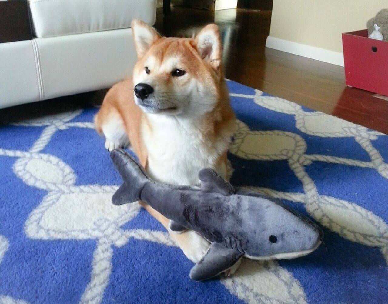 Dog laying beside mac the shark 