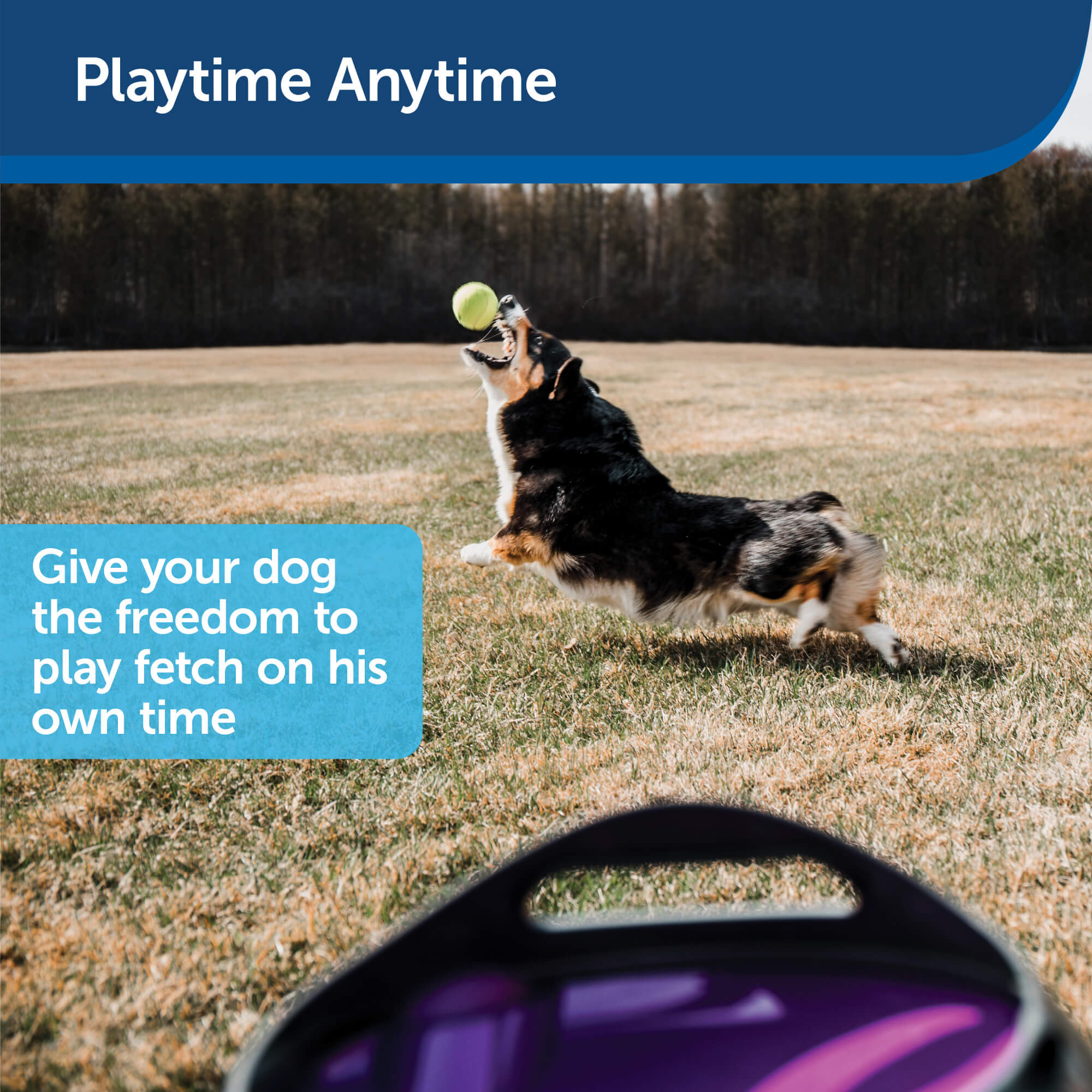 PetSafe launcher Playtime anywhere