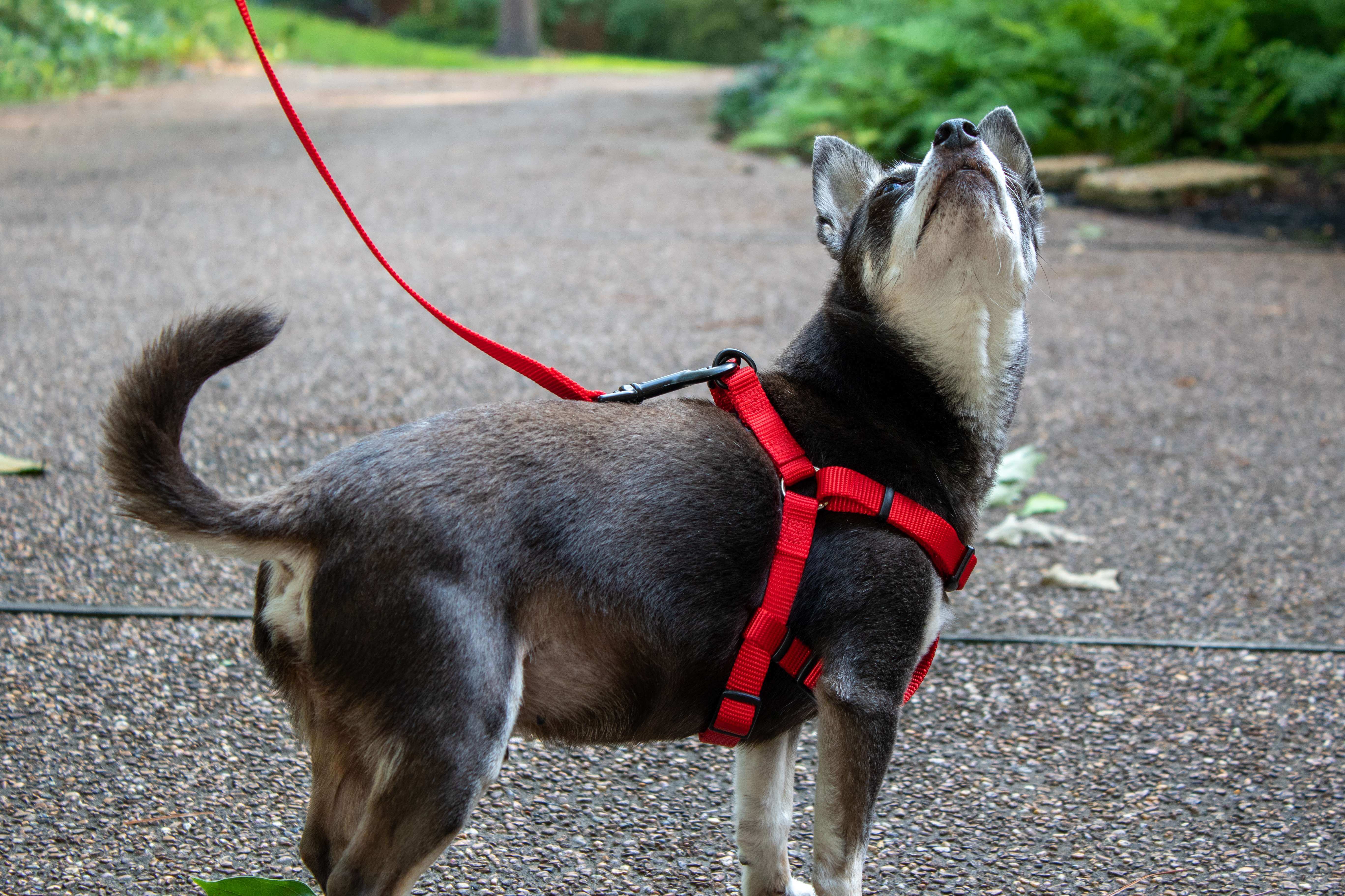 Hollywood Feed Ohio Made red harness on chihuahua with leash