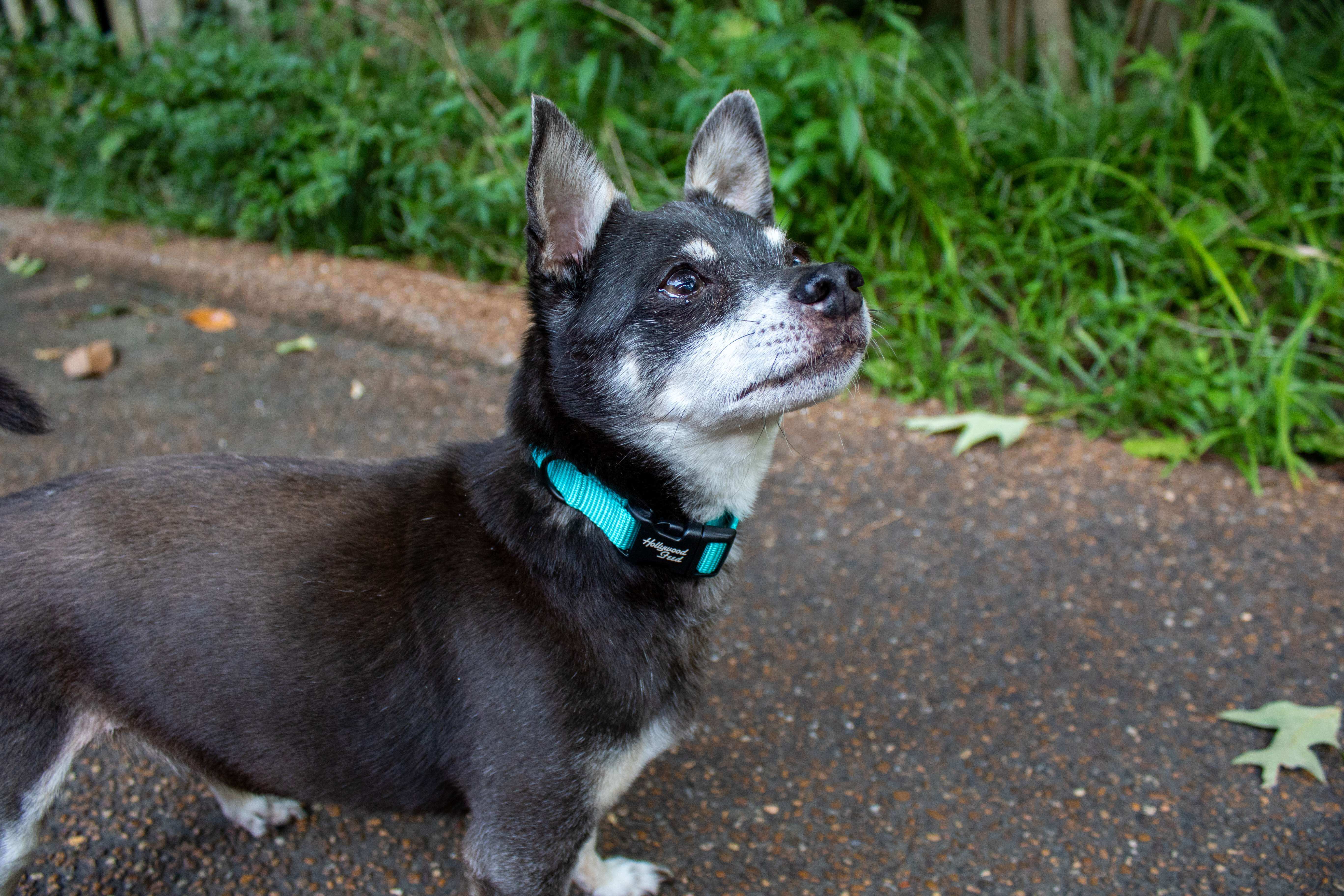 Hollywood Feed Ohio Made Teal collar on chihuahua