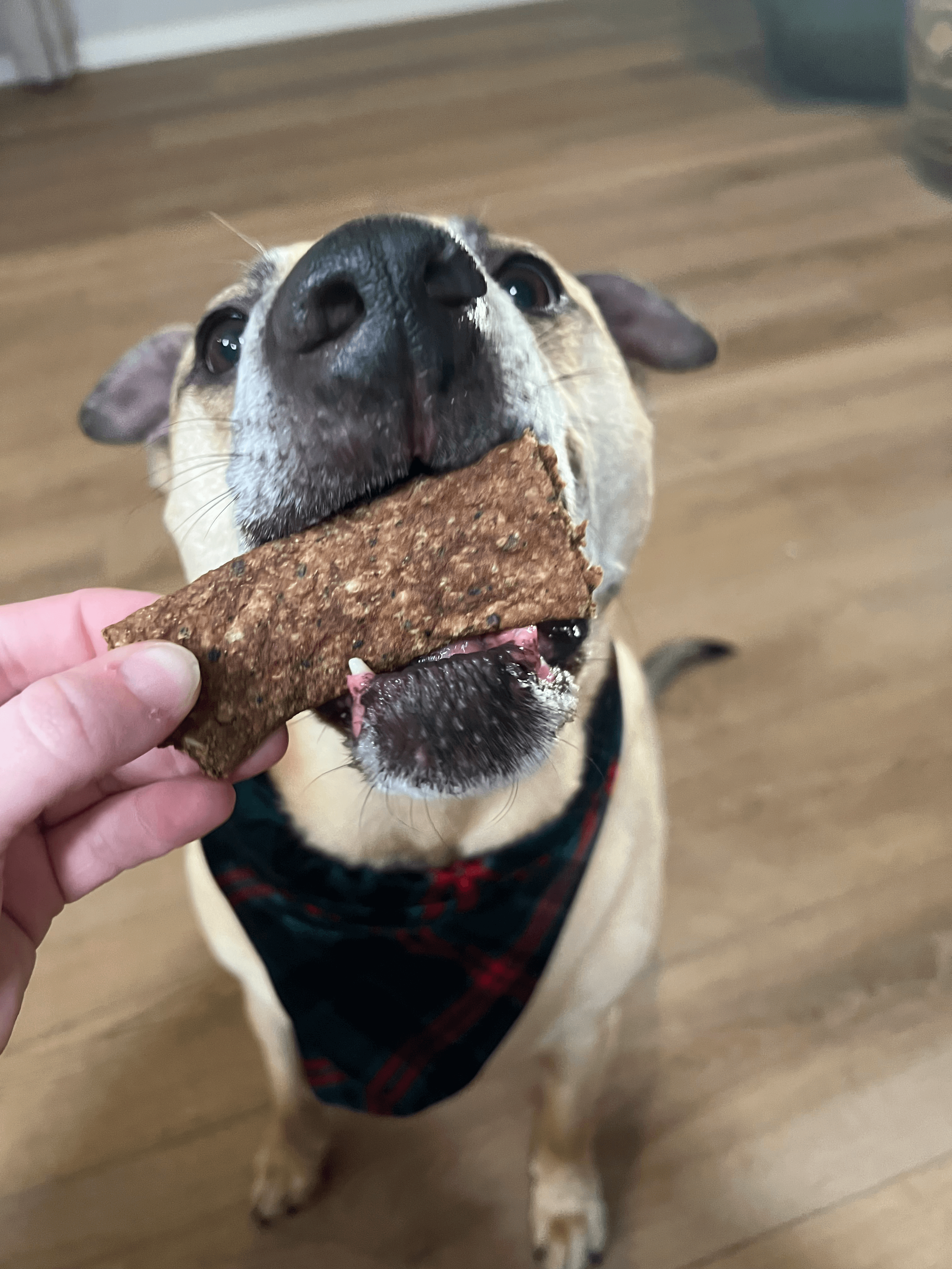 Dog Treat -  Wild Boar & Black Bean Jerky