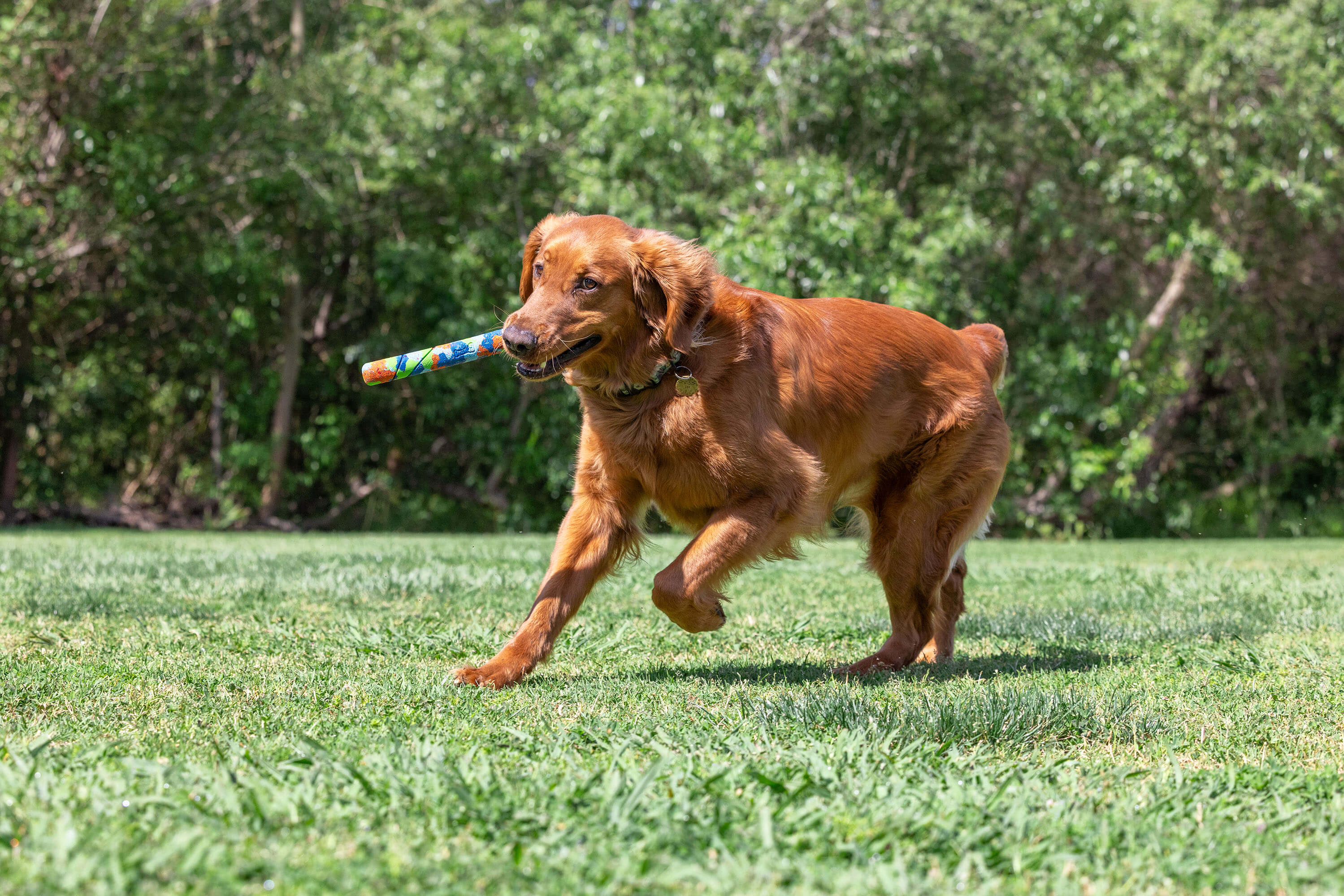 Chuckit! - Dog Toy