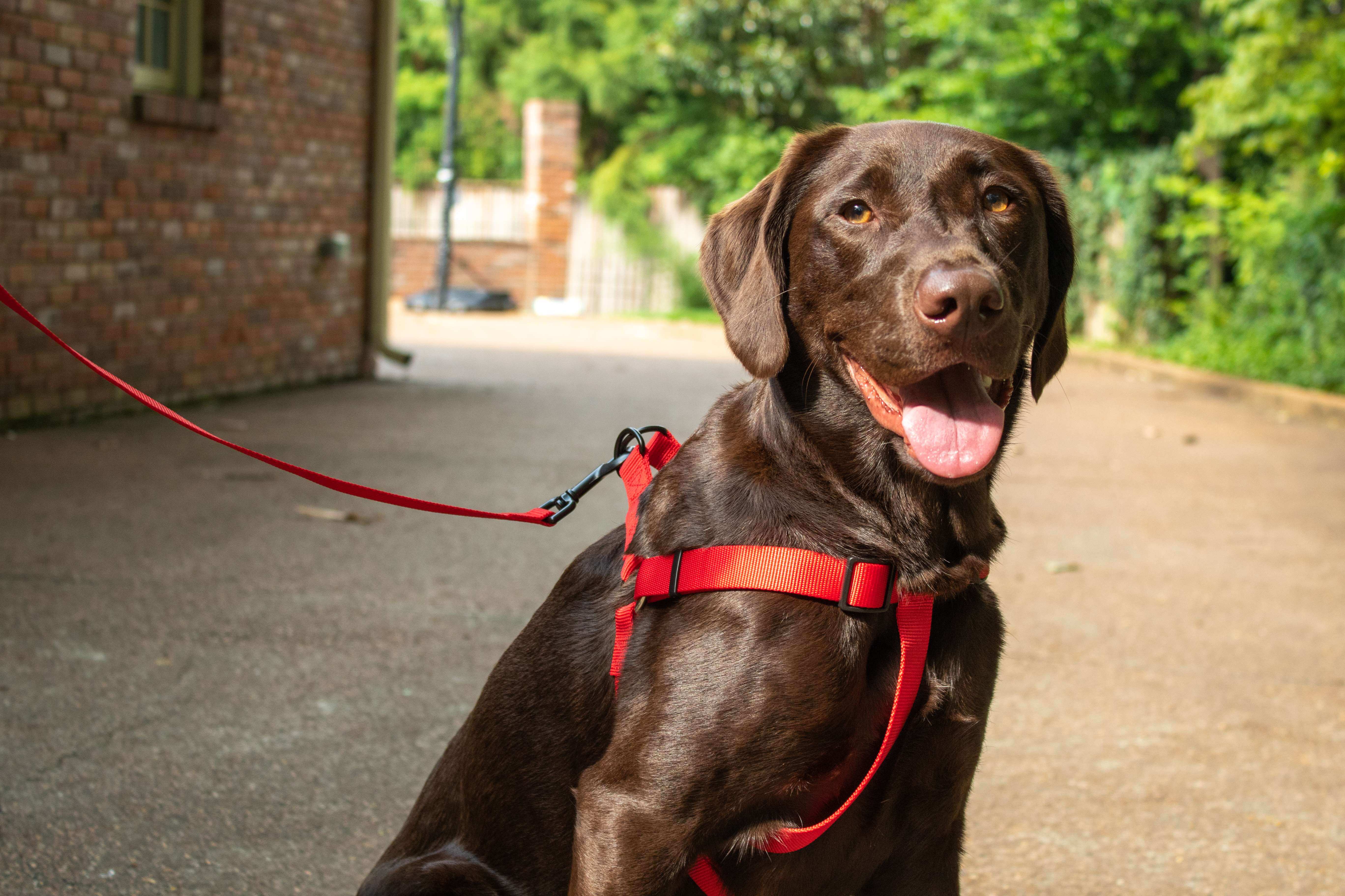 Hollywood Feed Ohio Made red harness on chocolate lab with leash
