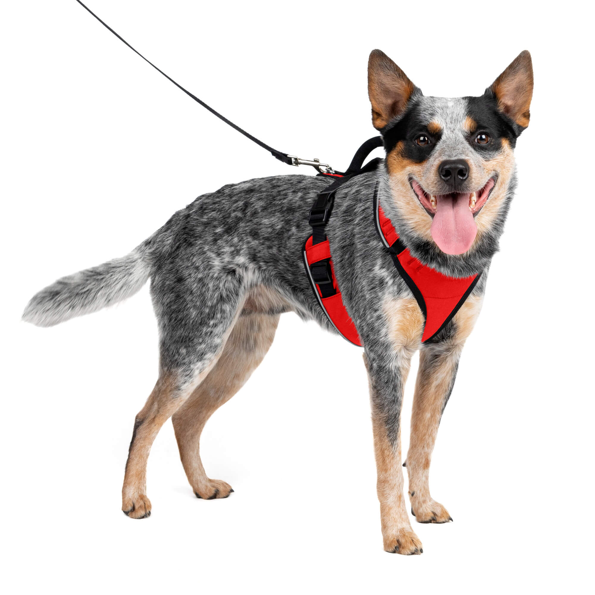 Dog wearing red petsafe easysport harness in medium