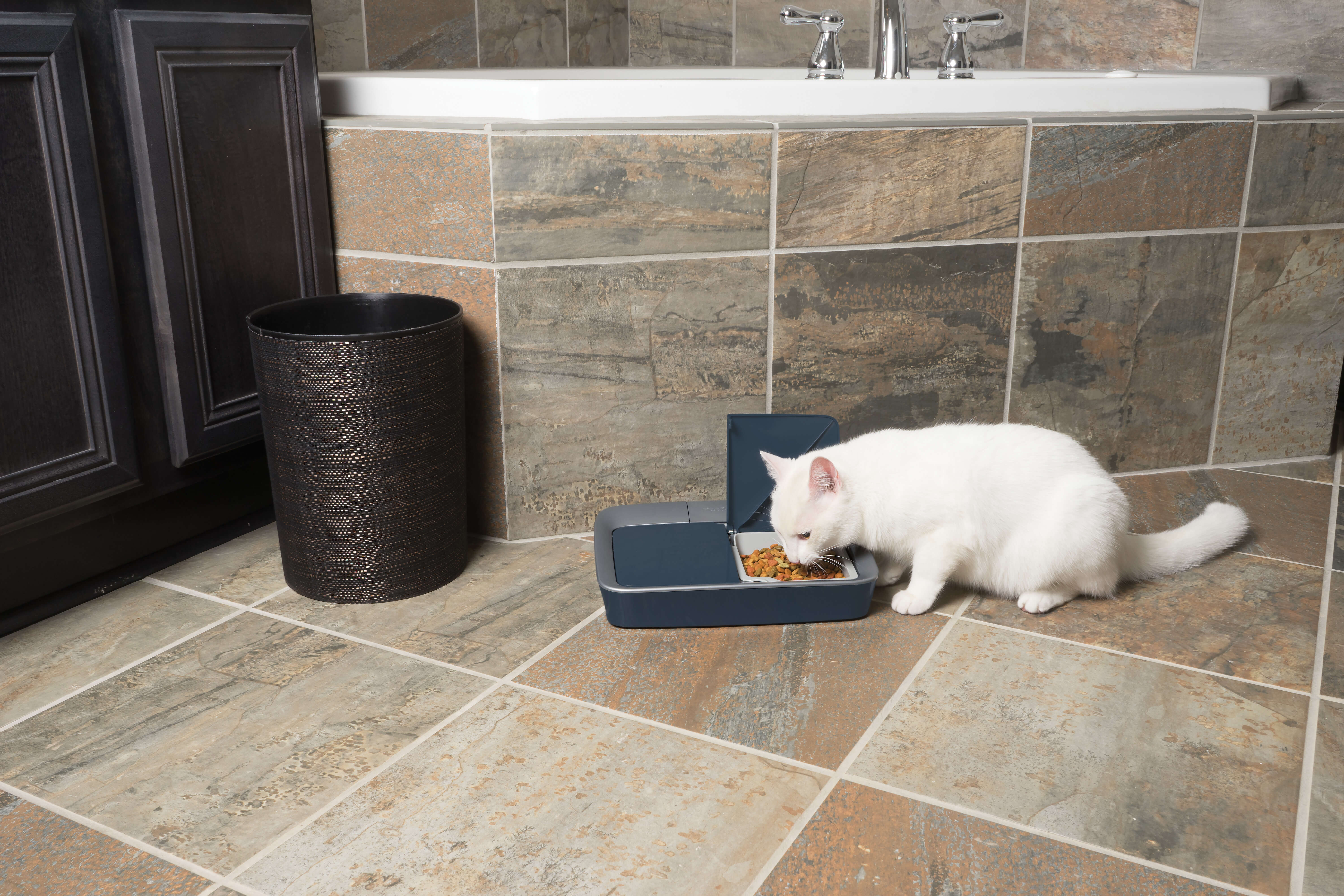 Cat eating from petsafe digital 2 meal pet feeder