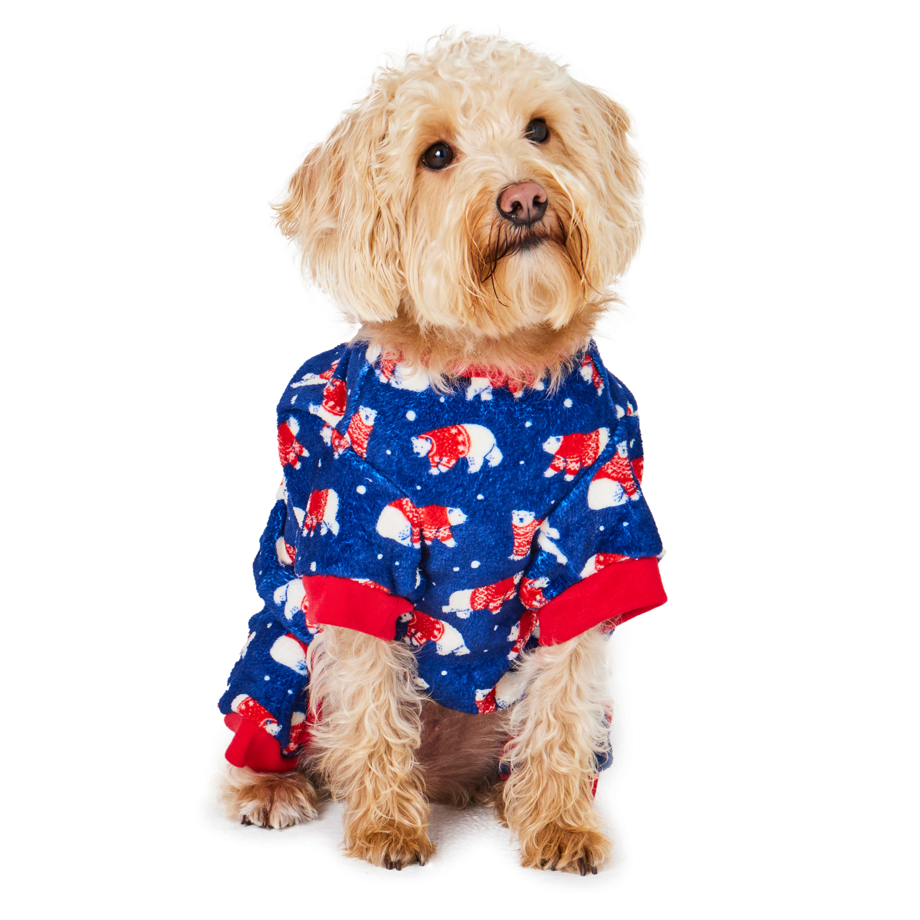 Dog wearing festive navy pjs. Front view