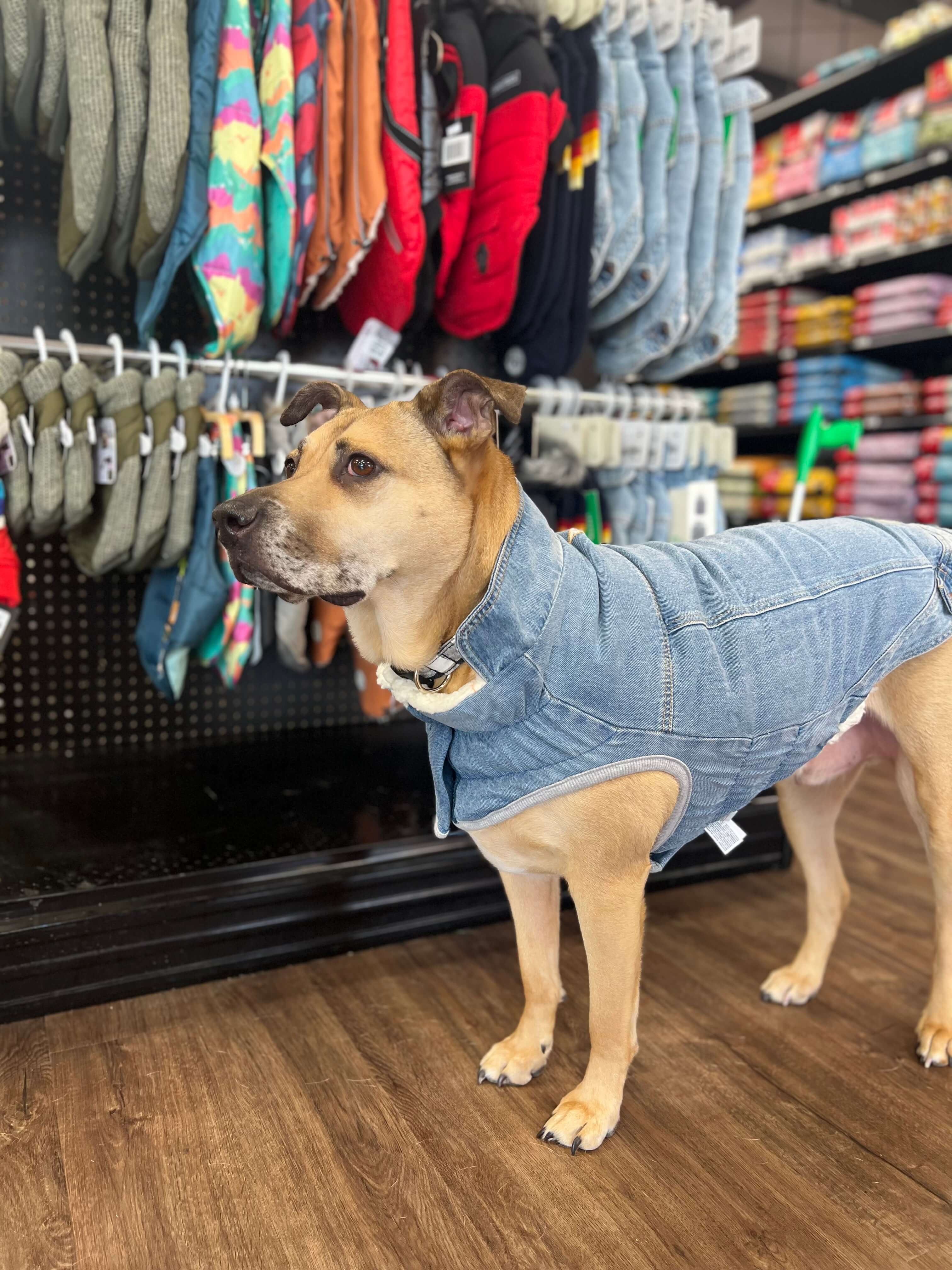 GF Pet - Pet Jacket