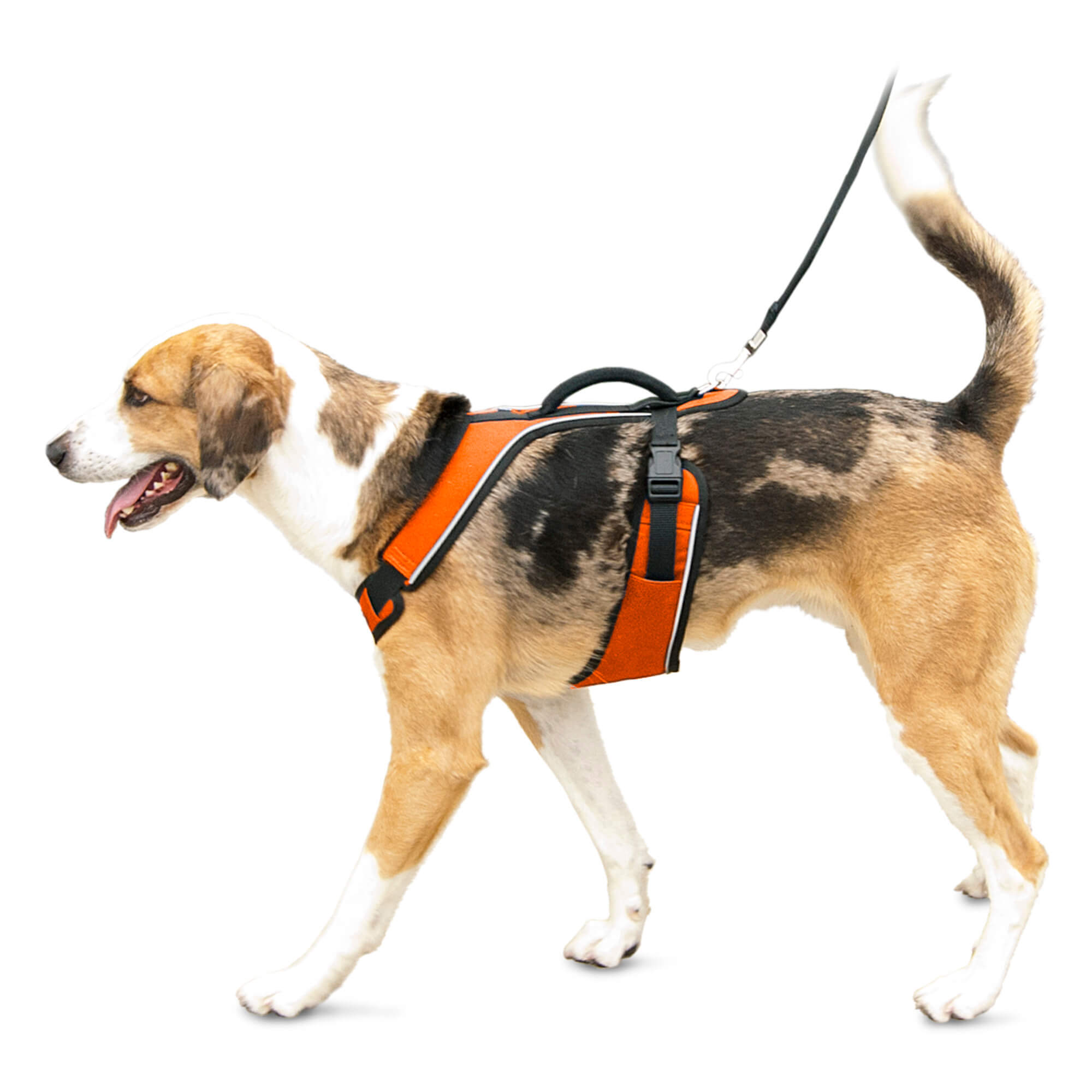 Dog wearing orange petsafe easysport harness in large