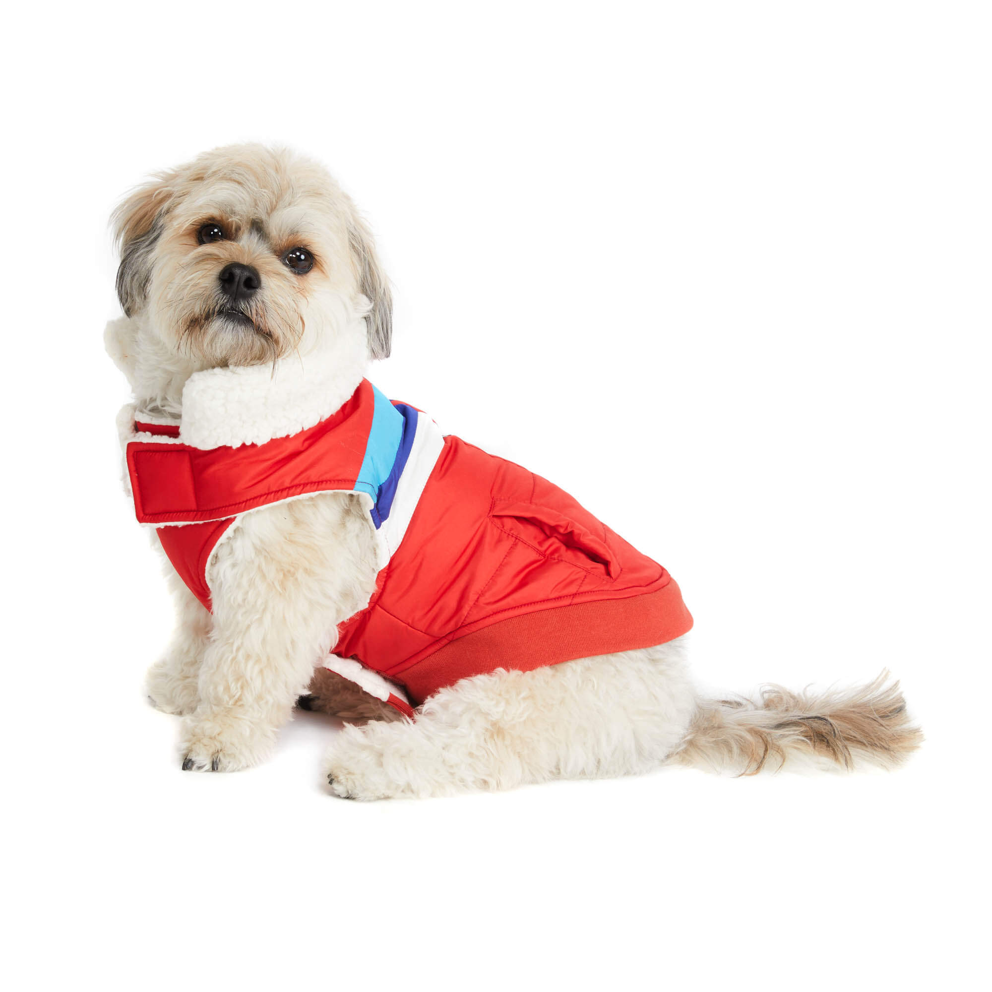 Dog wearing red ski jacket. Side view