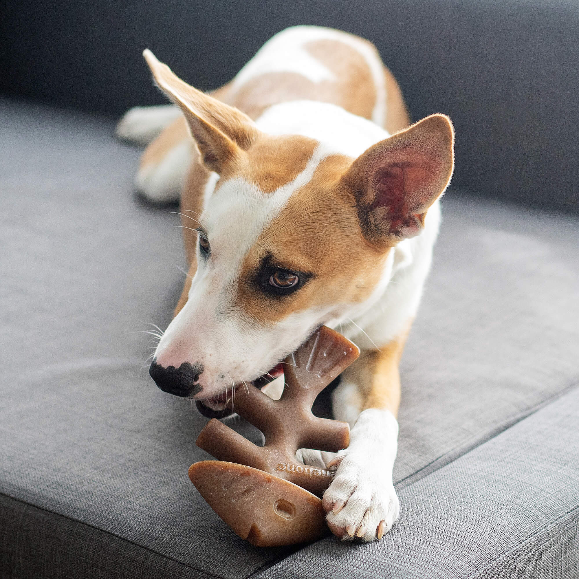 Benebone - Dog Chew Toy