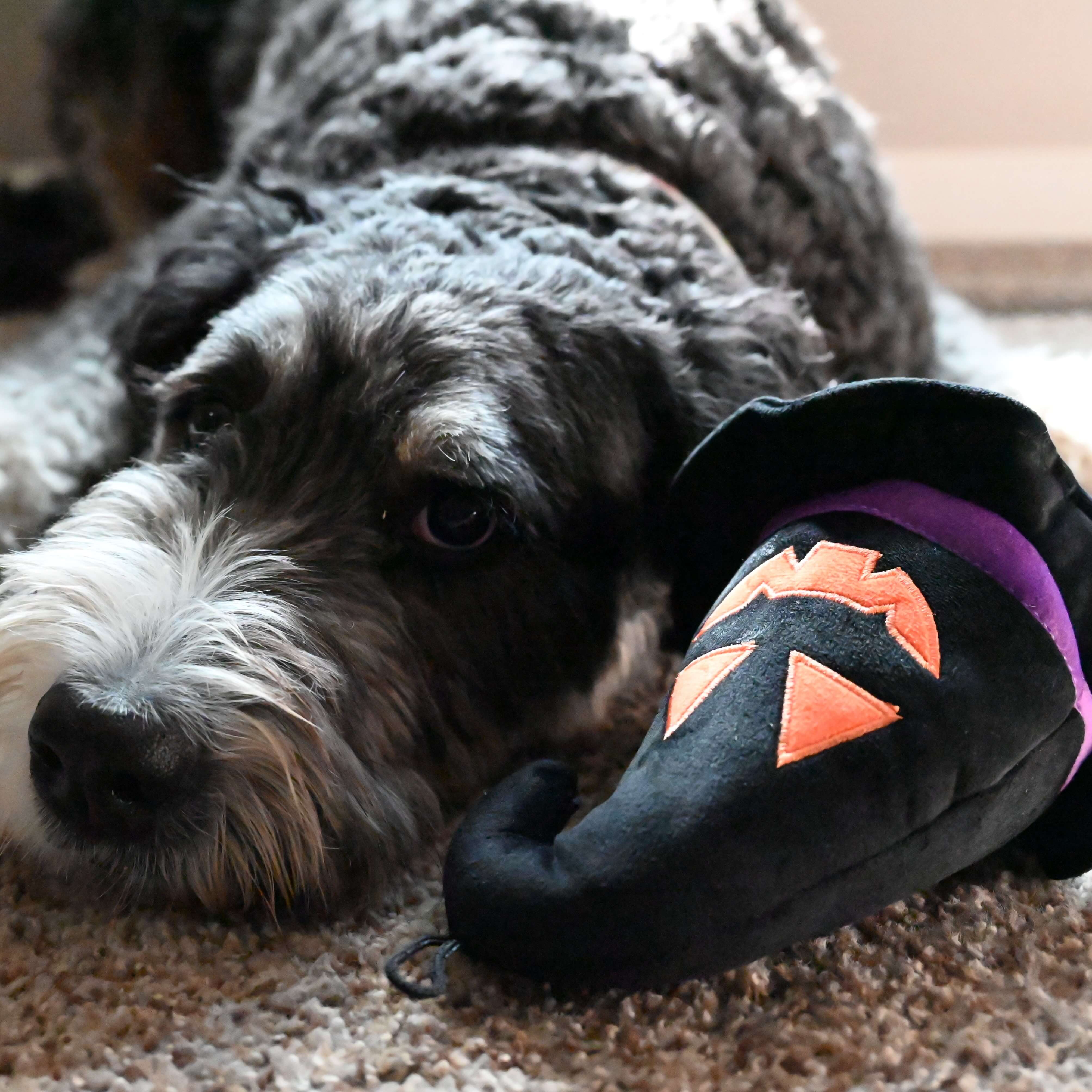 dog laying down with power plush witch hat dog toy