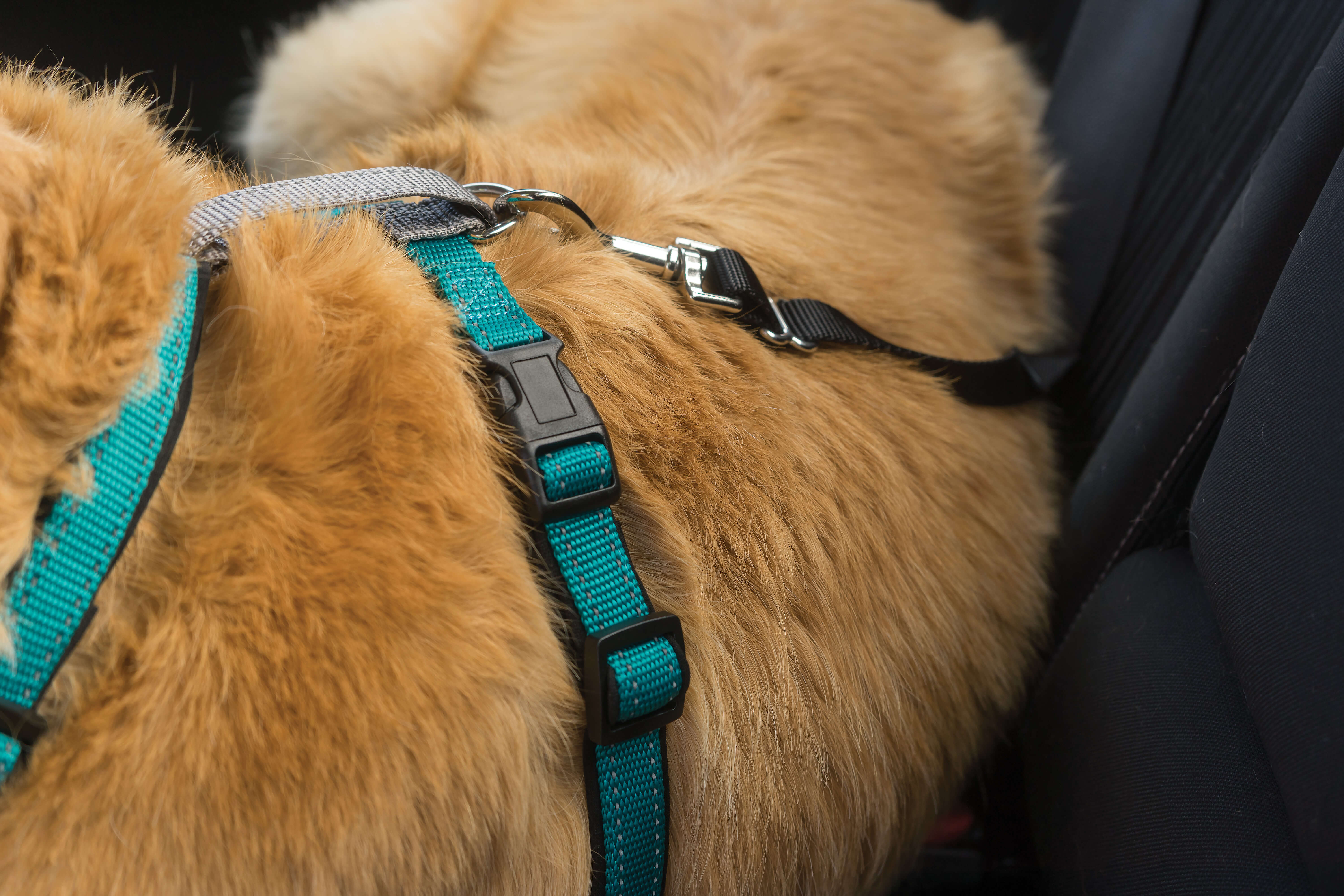 Close up of car control strap on 3 in 1 teal dog harness 