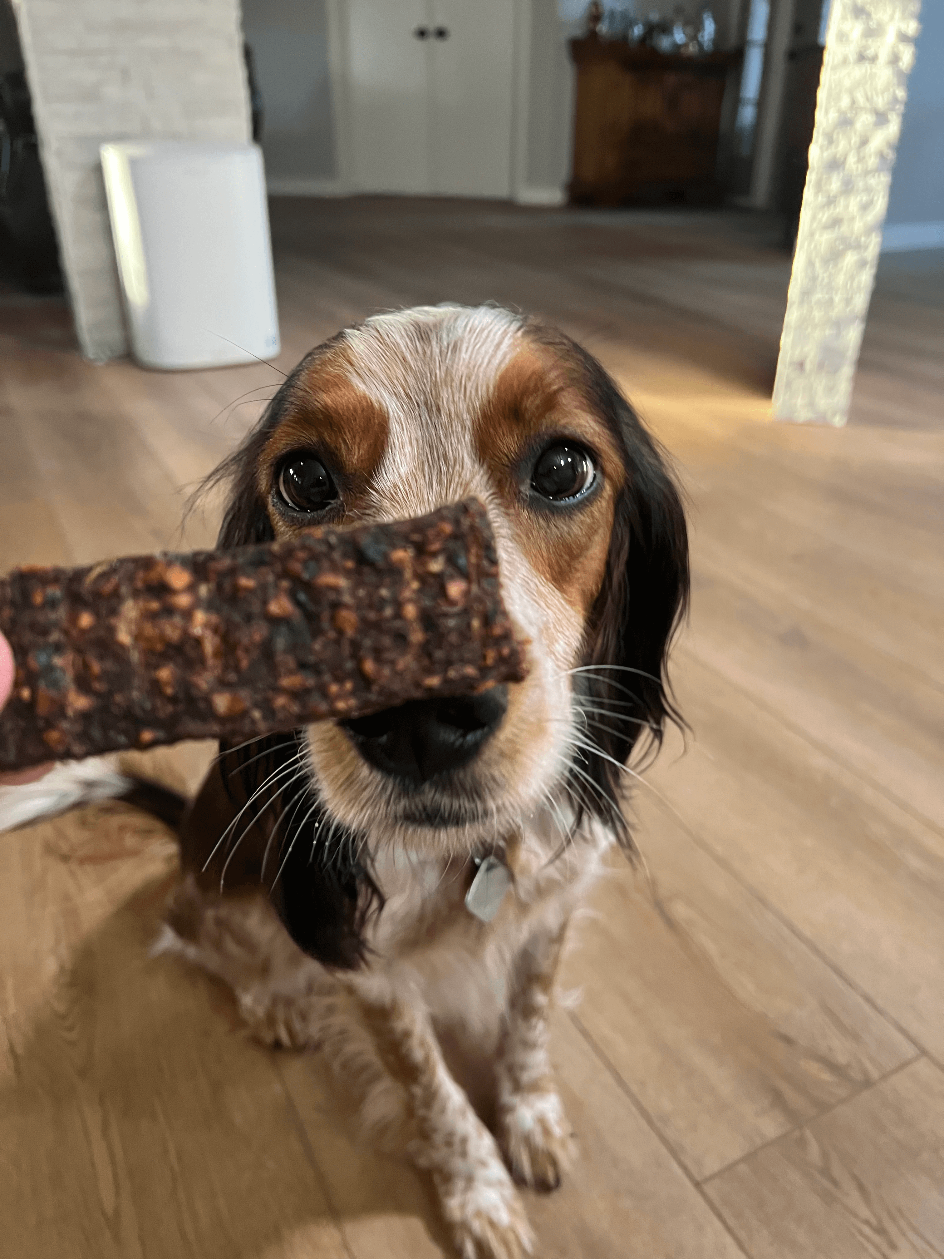 Georgia Smoked - Dog Treat