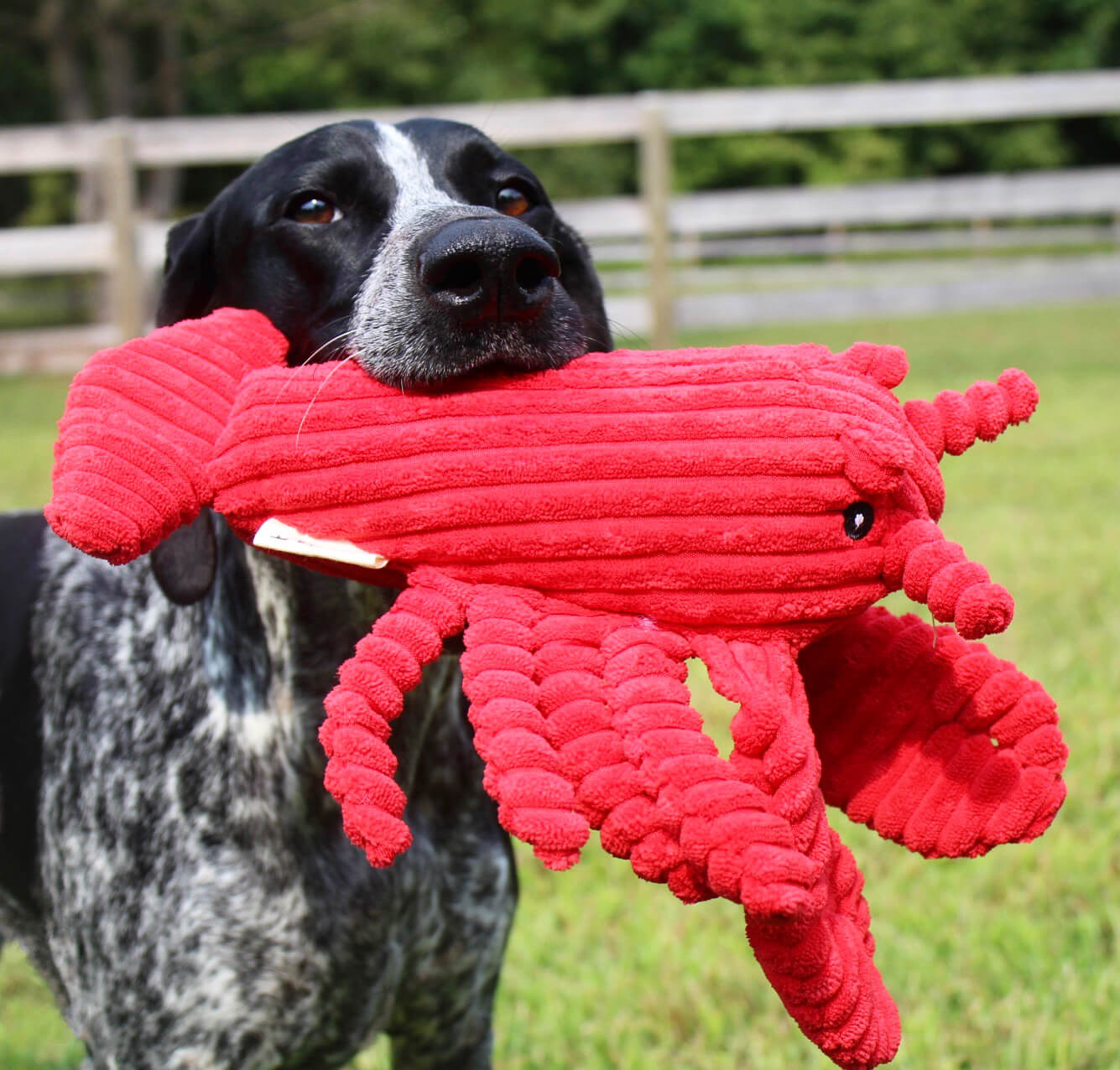 Tall Tails Dog toy plush crunch lobster with dog