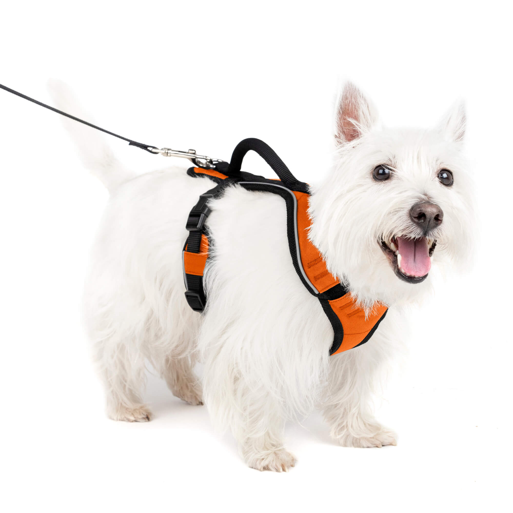 Dog wearing orange petsafe easysport harness in small