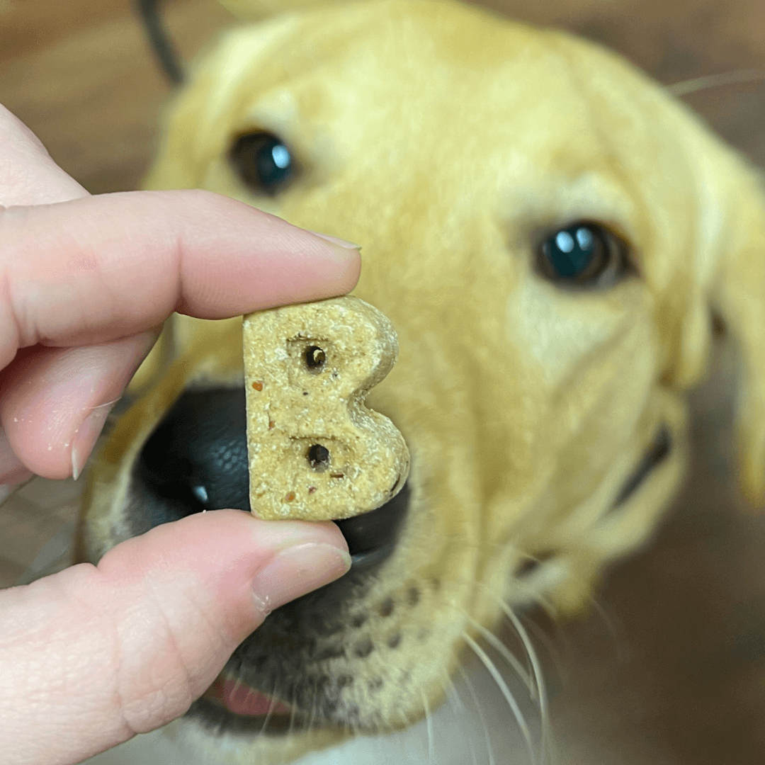 Bocce's Bakery - Dog Treats - Quack Quack