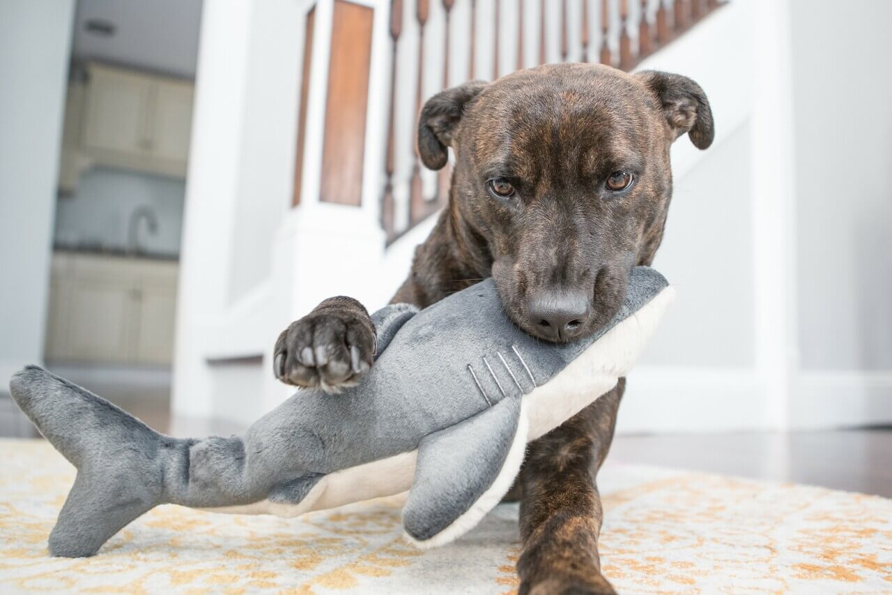 Dog playing with mac the shark