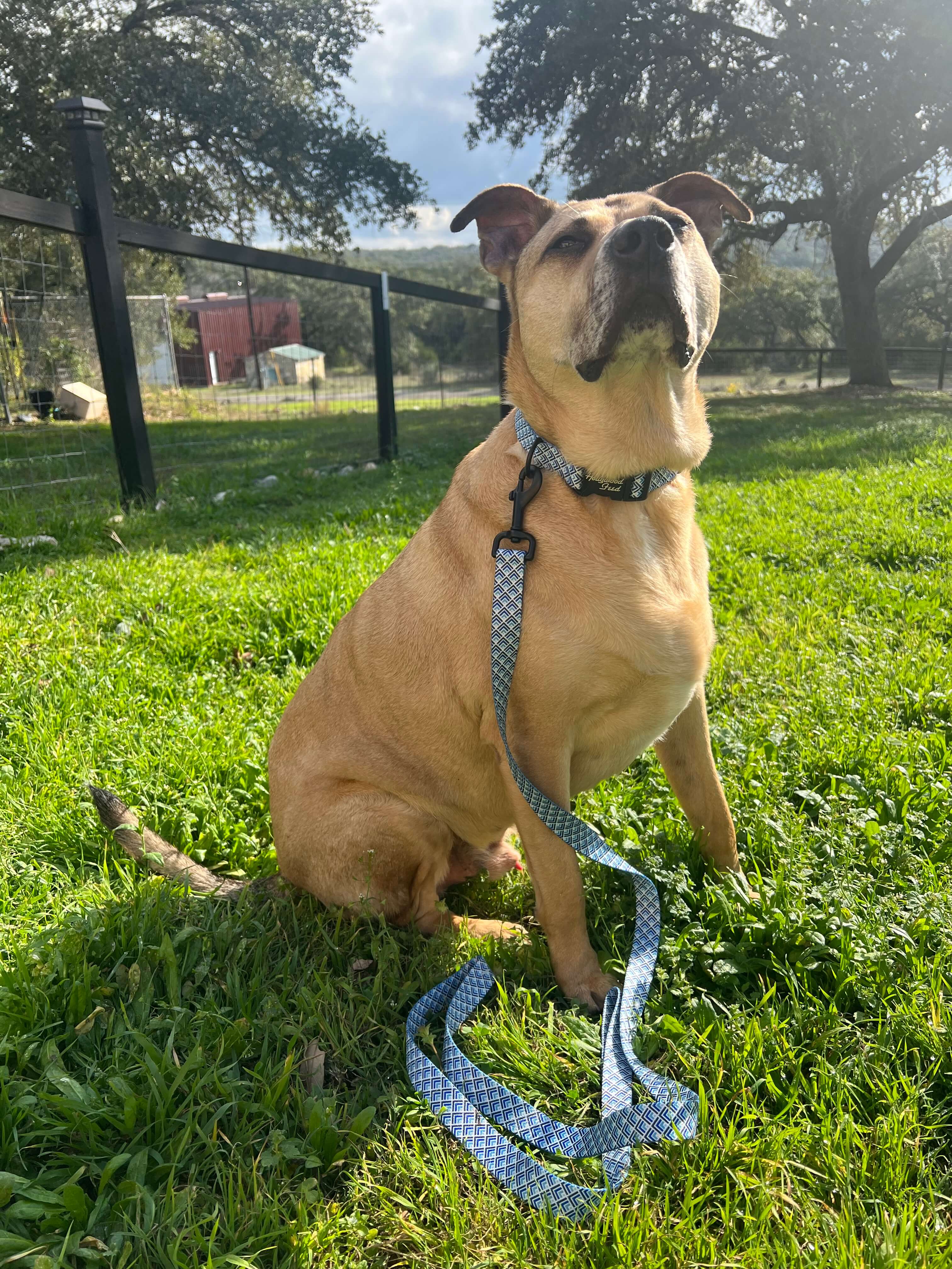 Ohio Made - Nylon Dog Collar