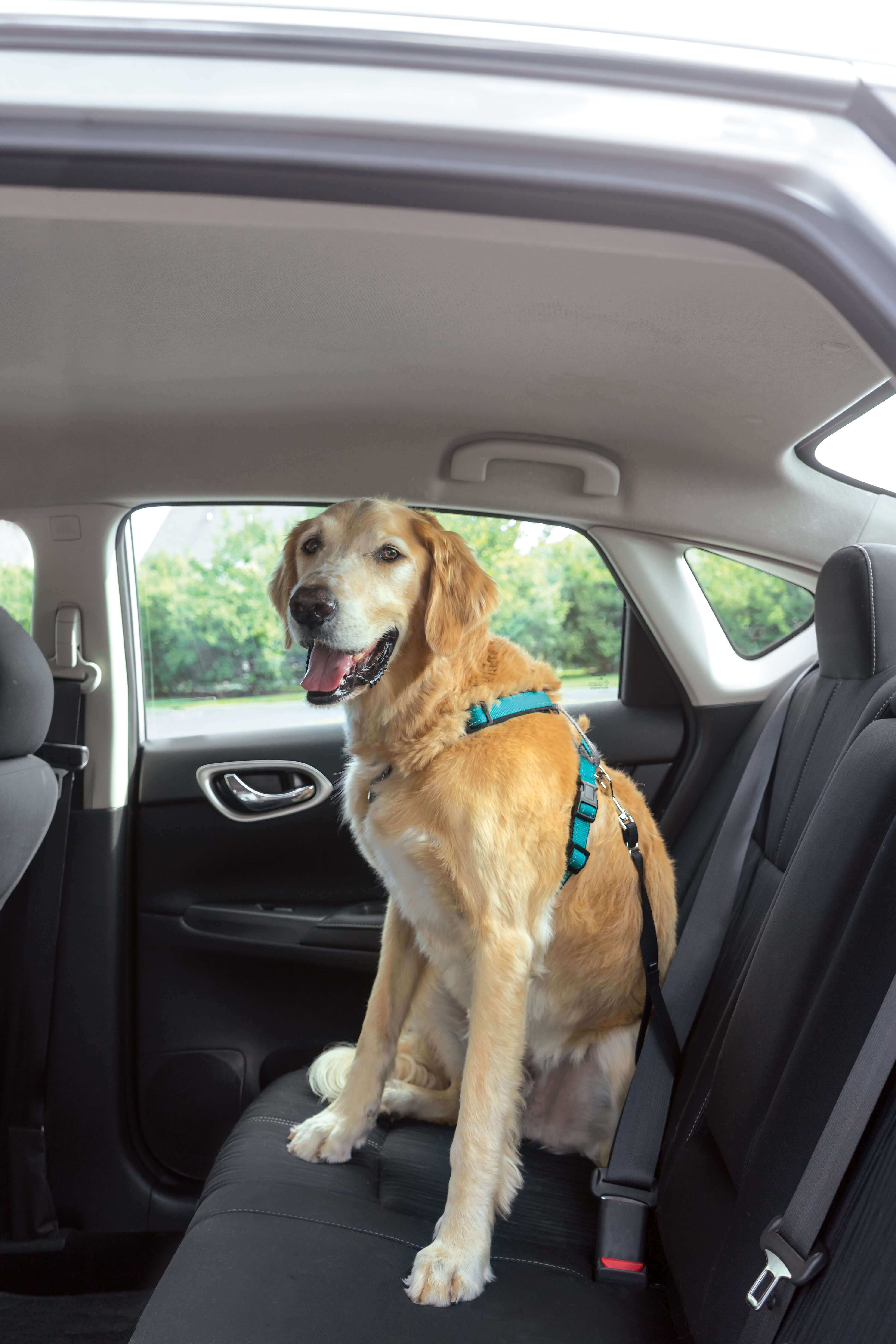 Dog strapped to back seat of car using 3 in 1 petsafe teal dog harness 
