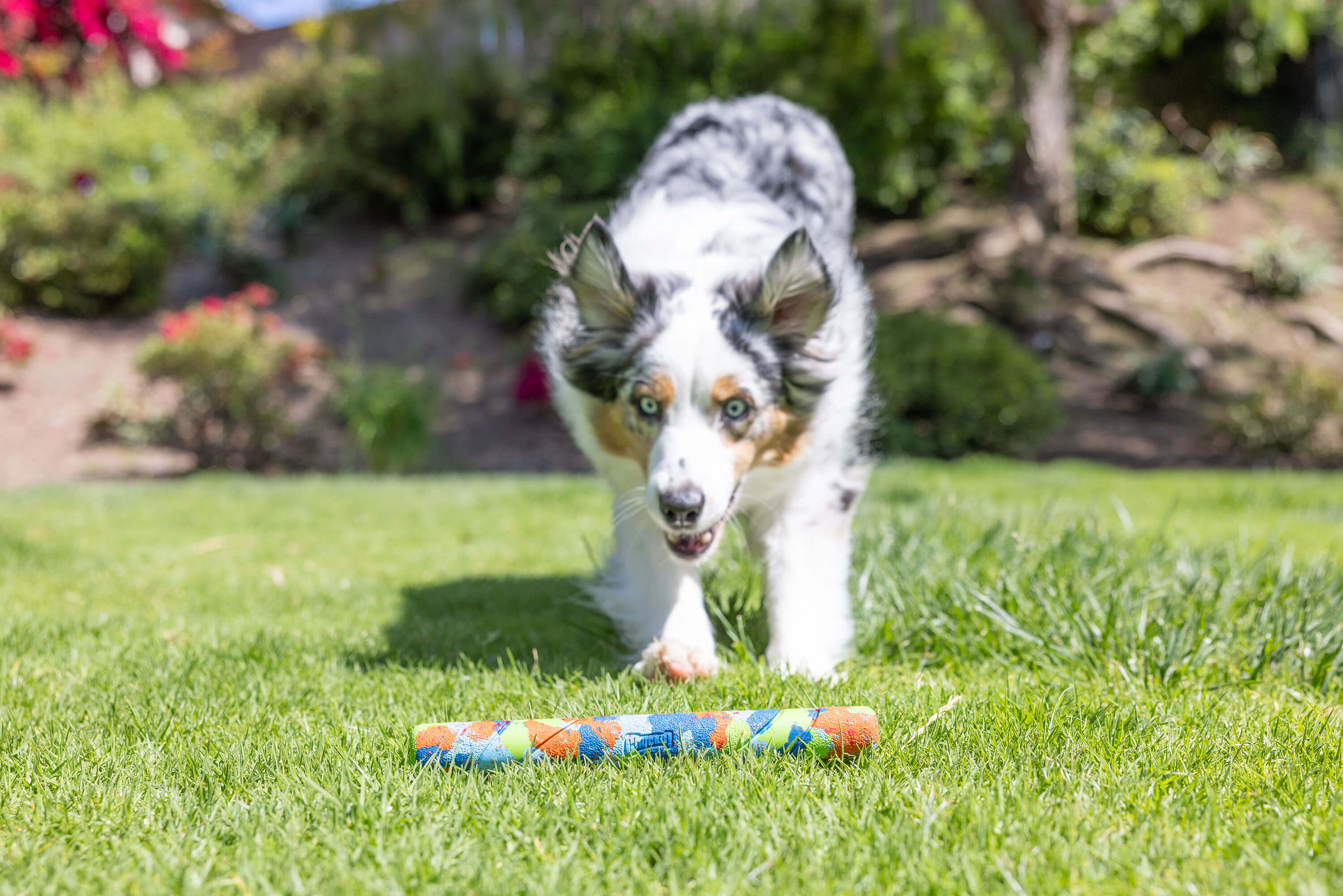 Chuckit! - Dog Toy