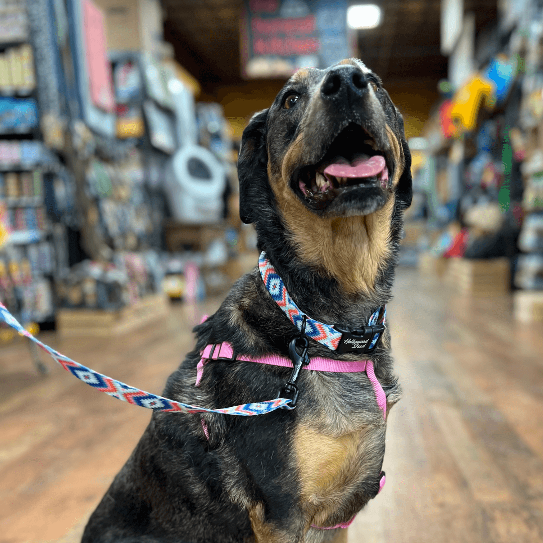 Ohio Made - Dog Collar