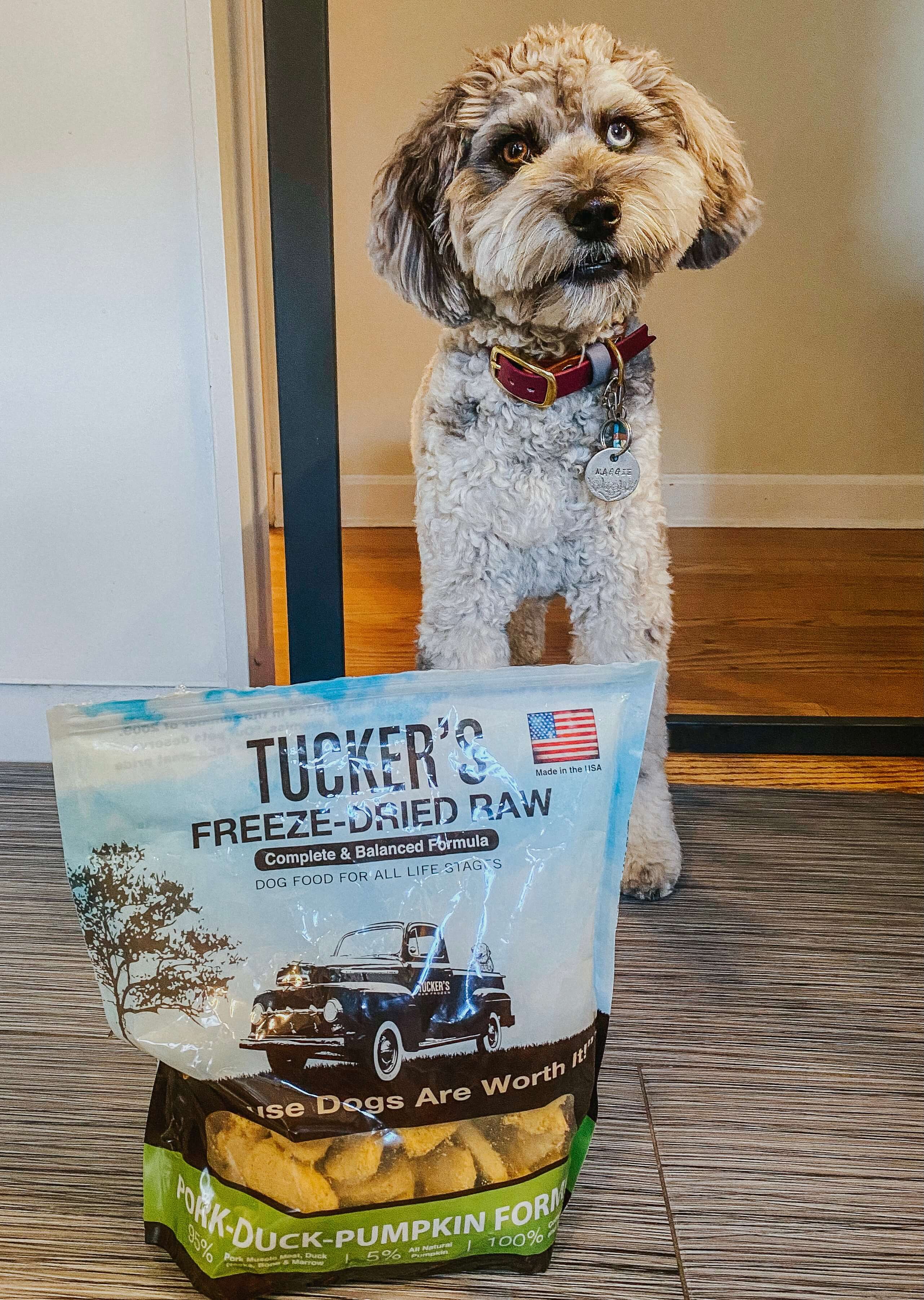 Medium dog with Tucker's pork duck pumpkin