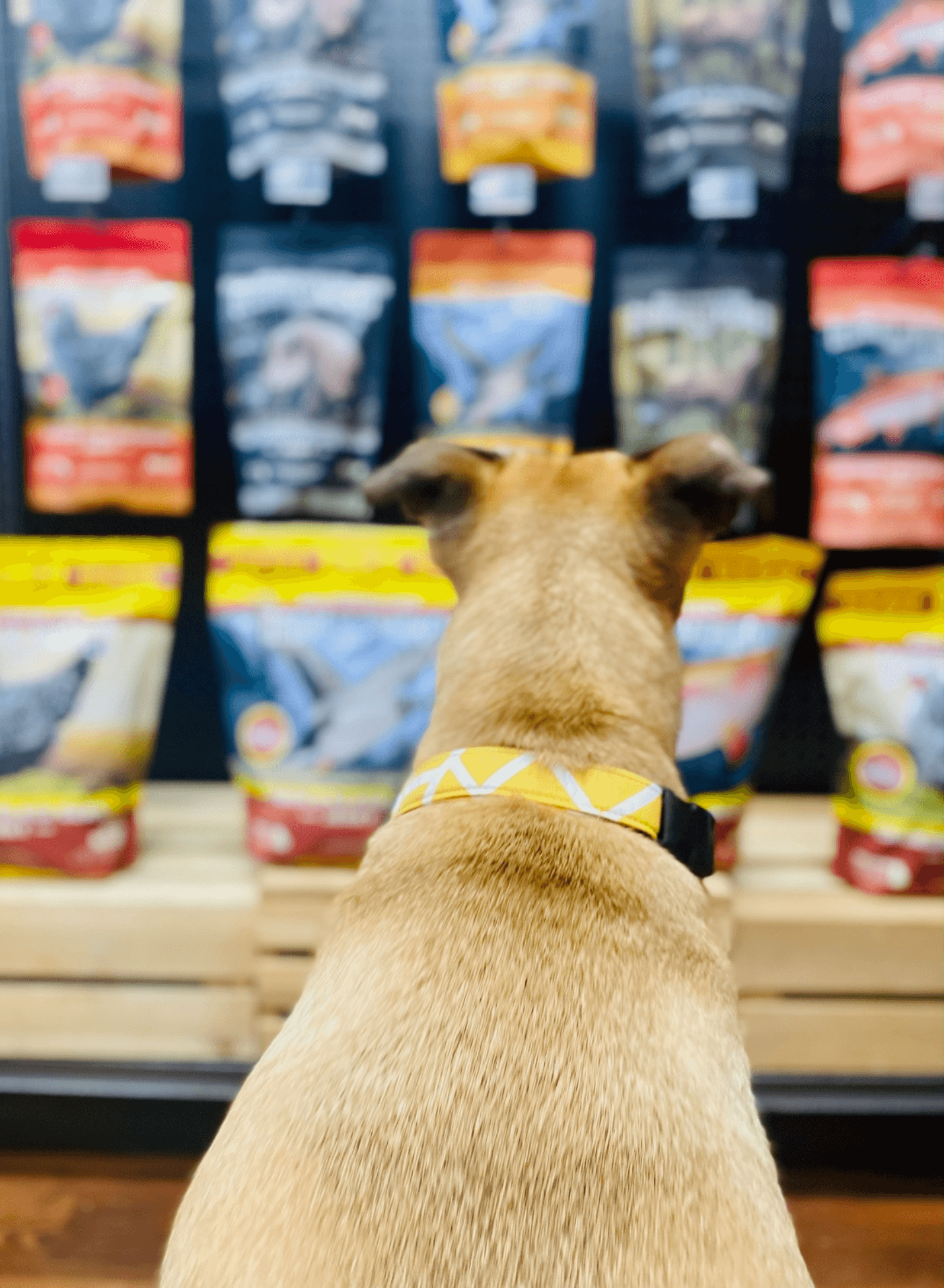 Dog watching all those snacks!