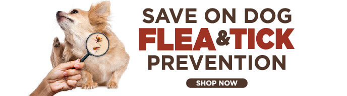 Save on Dog Flea and Tick Prevention - Shop Now