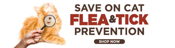 Save on Cat Flea and Tick Prevention - Shop Now
