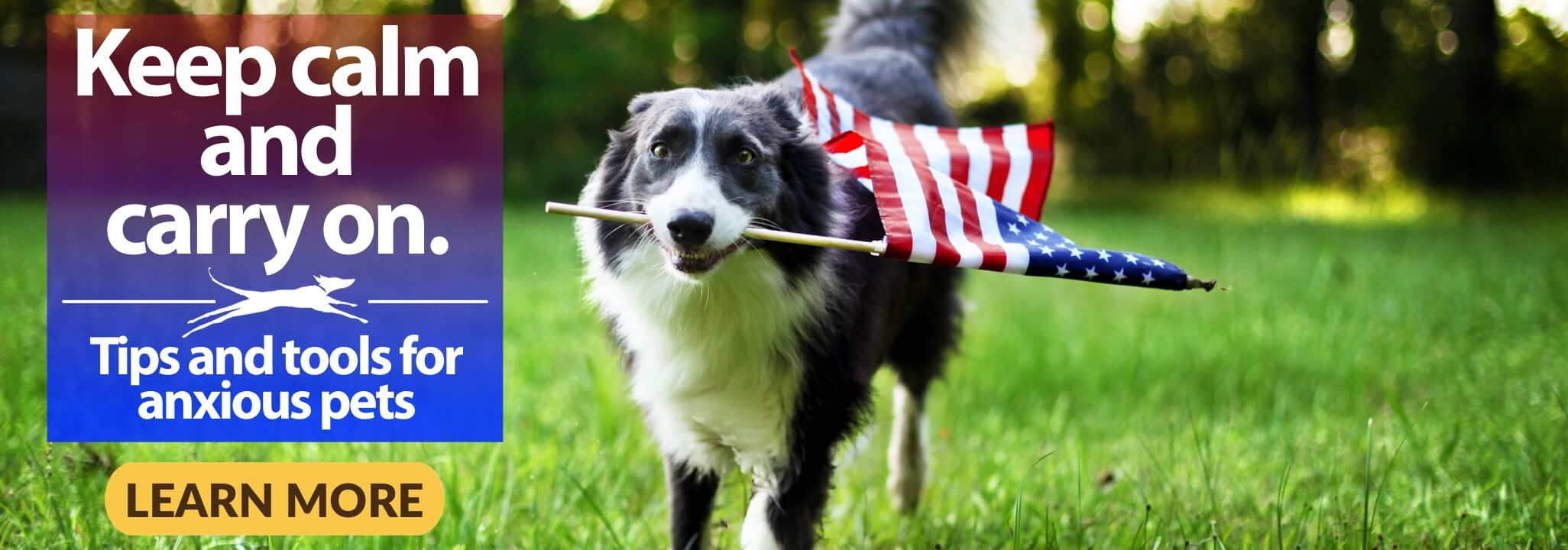 Border Collie carrying American flag and walking towards camera in a grassy field. Keep calm and carry on. Tips and tools for anxious pets. Learn More