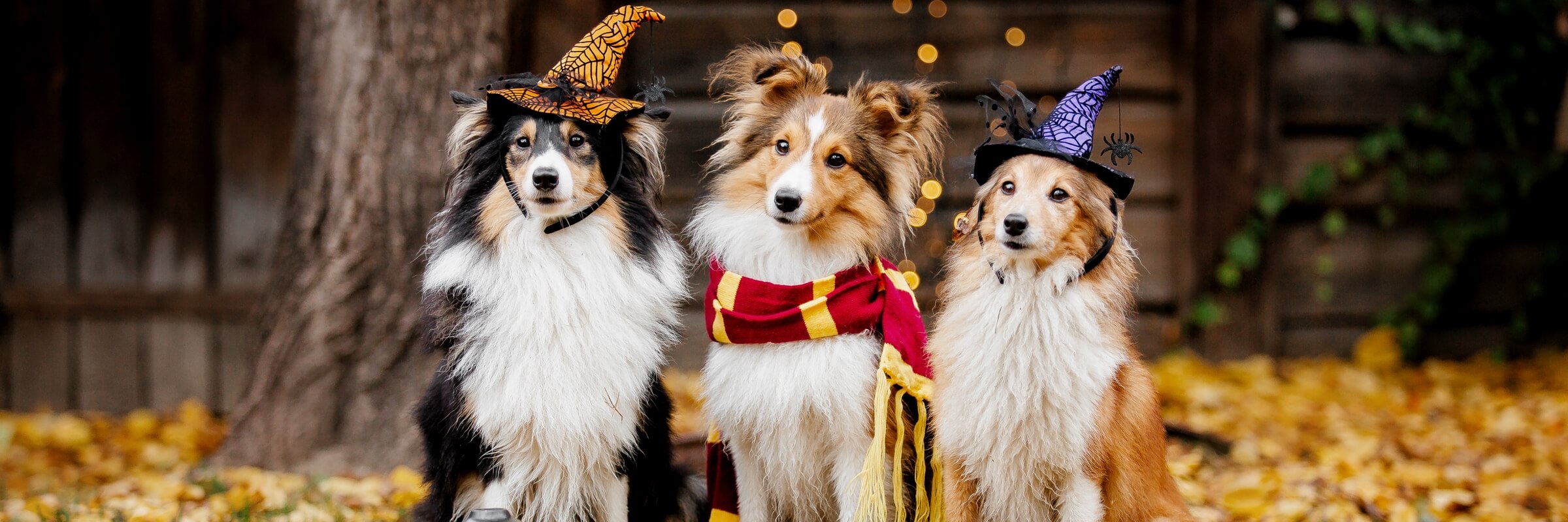 Three Shelties dressed as witches and Harry Potter sitting in a backyard filled with fallen leaves