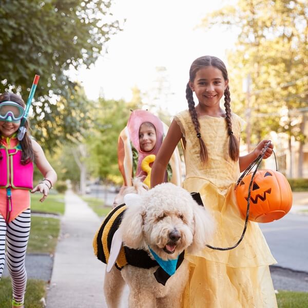 Group of children trick-or-treating with large dog wearing a bee costume