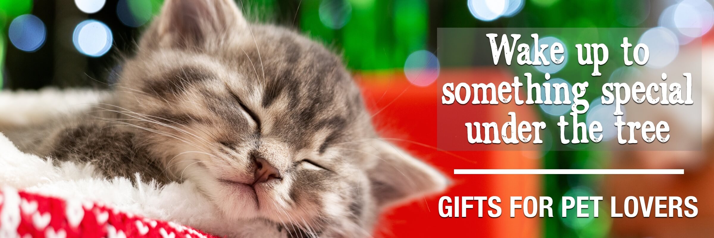 Image of sleepy kitten Wake up to something special under the tree Gifts for pet lovers