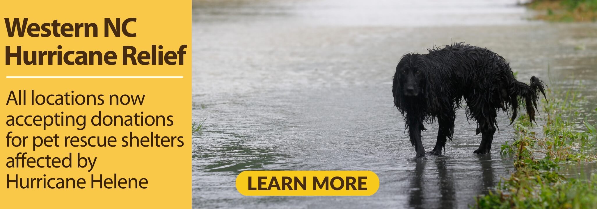 Wet, black dog standing on a road flooded with water. Western NC Hurricane Relief. All locations now accepting donations for pet rescue shelters affected by Hurricane Helene. Learn More