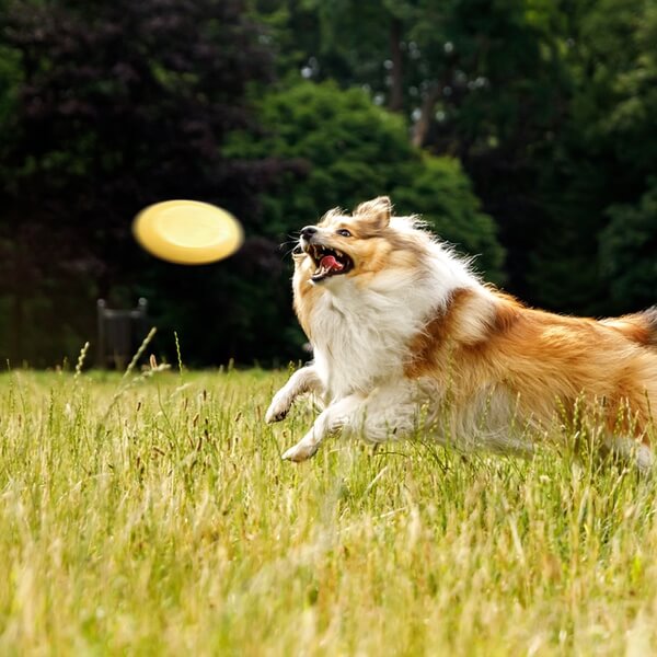 Rough collie catching frisbee in mid air