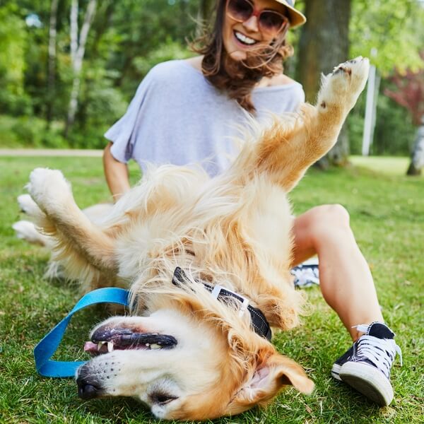 Young smiling woman sitting in grass playing with Golden Retreiver lying on its back