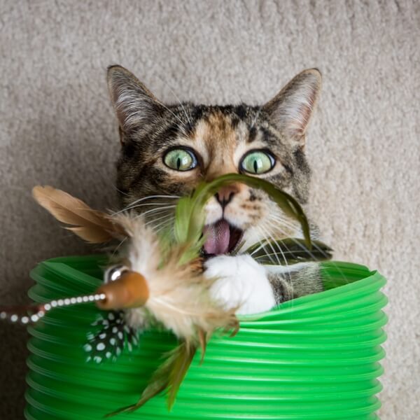 Playful cat popping out of green tube playing with feather teaser toy