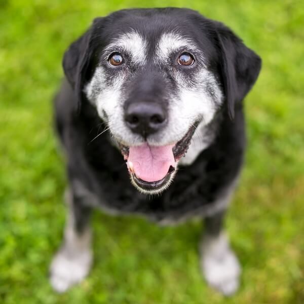 Happy gray-faced senior dog sitting on green grass and looking directly at the camera