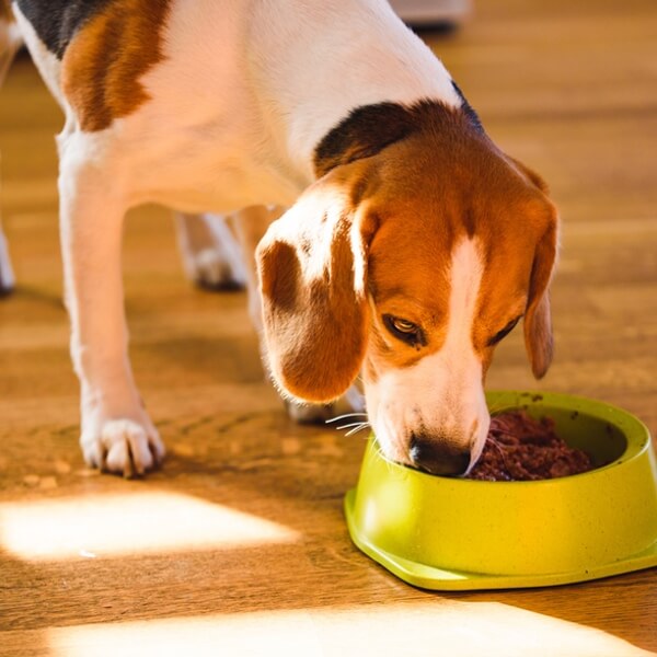 Beagle eating meaty wet dog food from a plastic food dish