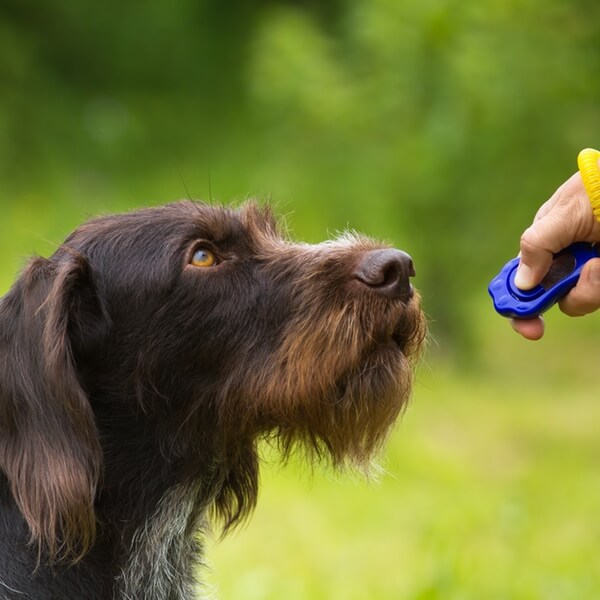Spaniel patiently awaits instructions from owner with clicker