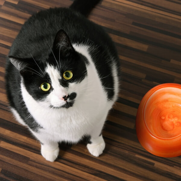 Chonky black and white cat sitting next to empty orange food dish with longing green eyes