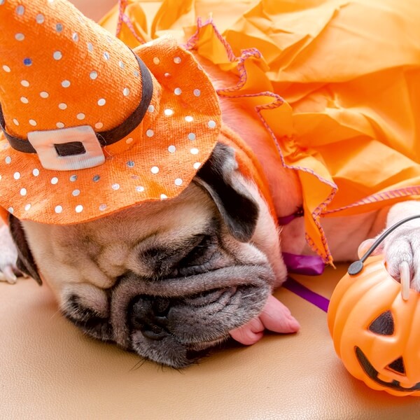 Pug dressed in Halloween costume sleeping with tongue hanging out