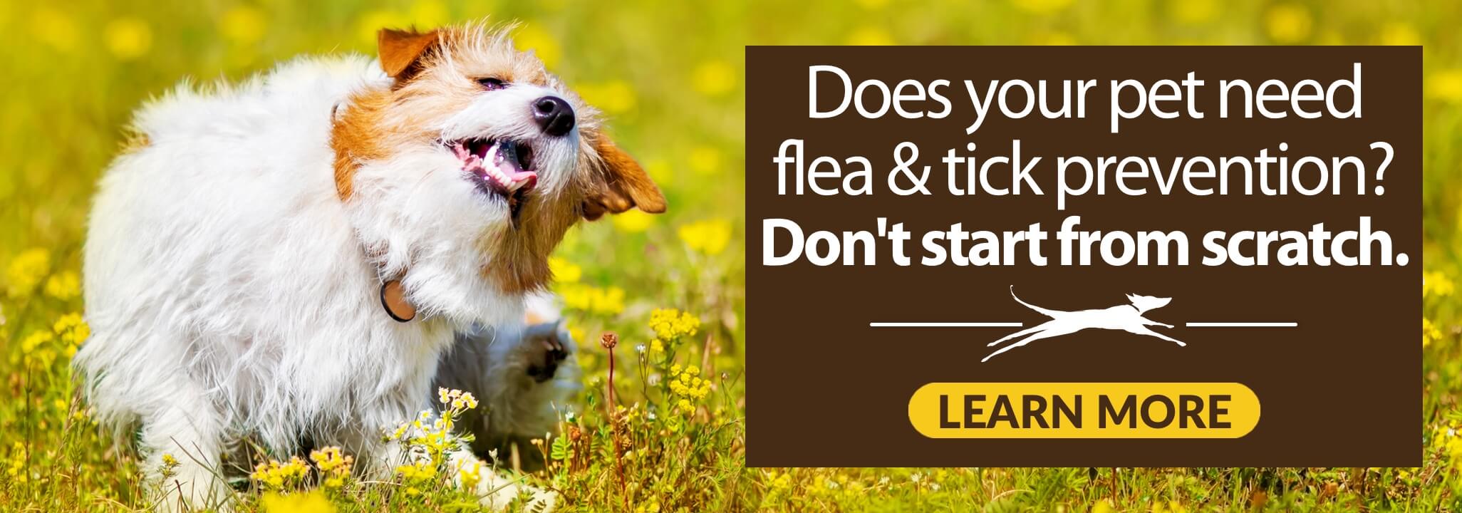 Jack Russell Terrier scratching behind ear with caption Does your pet need flea & tick prevention? Don't start from scratch. Learn More